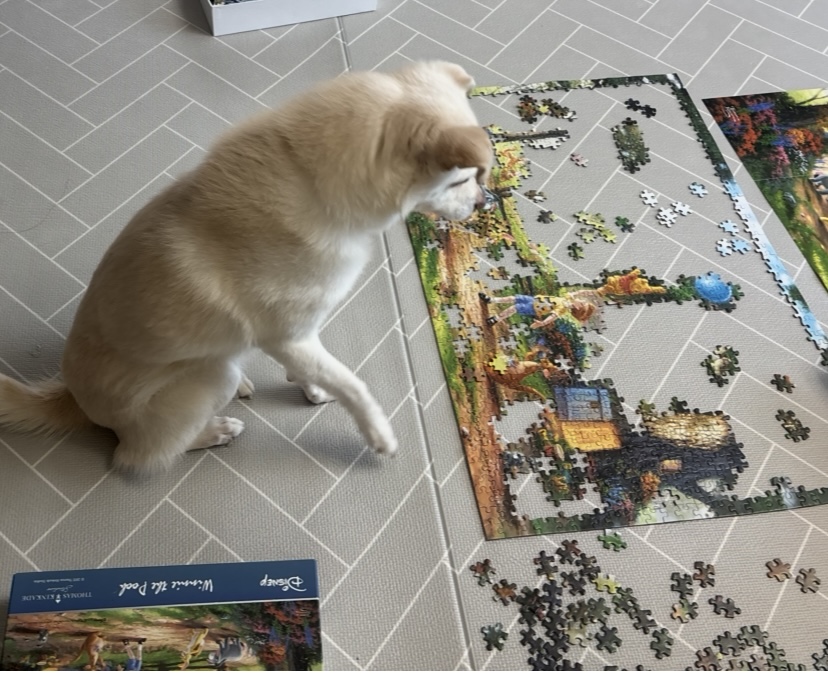 호두(데이지) 4주년일기