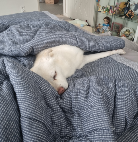 호두(데이지) 4주년일기