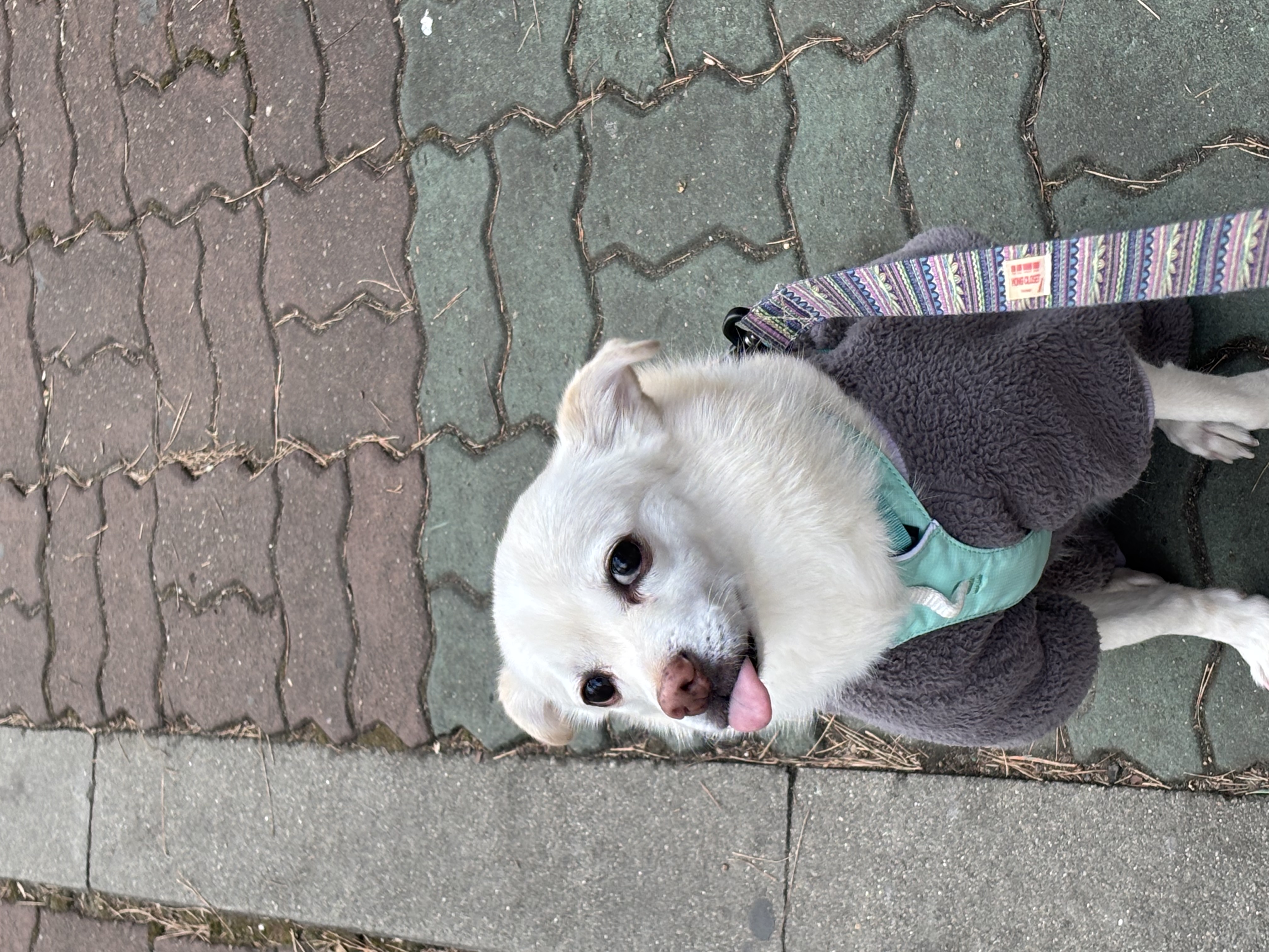 호두(데이지) 4주년일기