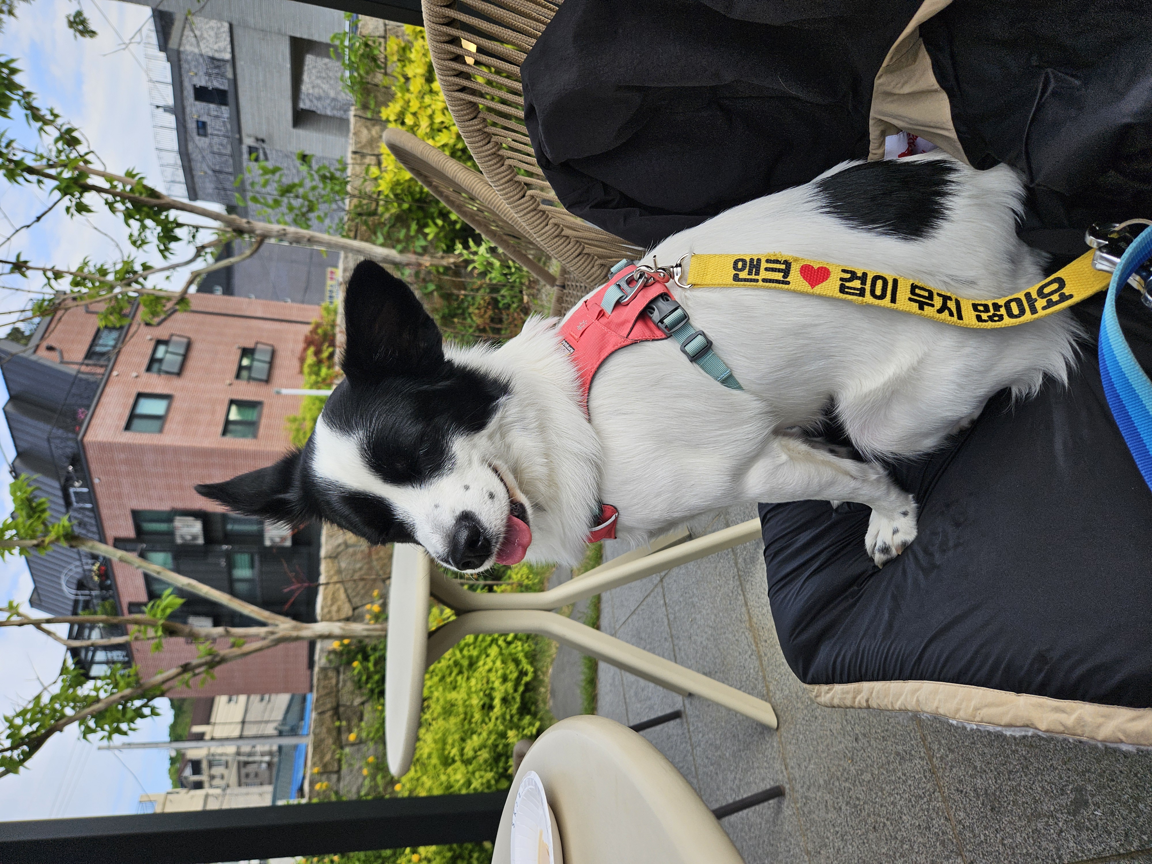 앤크 입양 1주년 후기