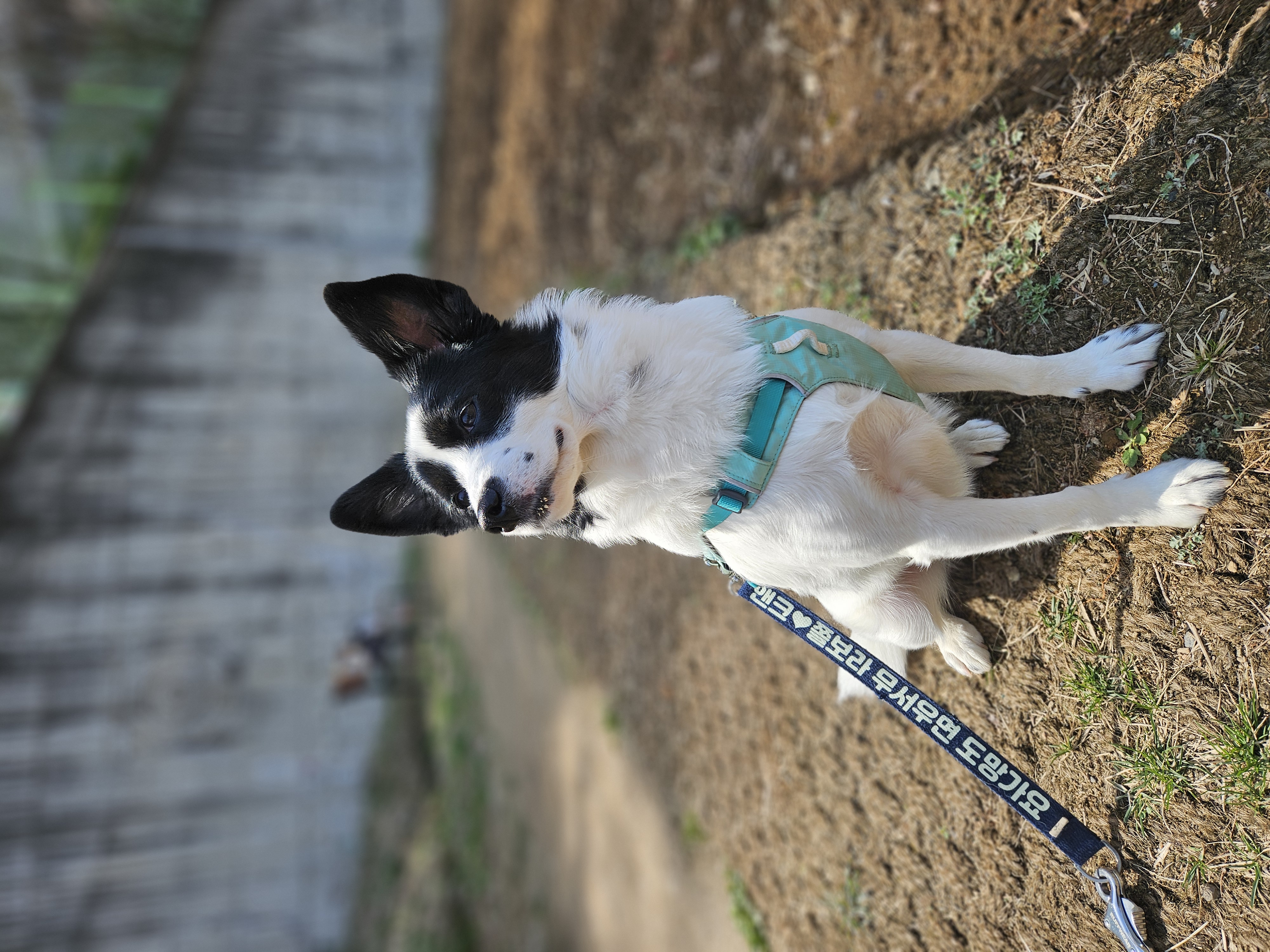 앤크 입양 1주년 후기