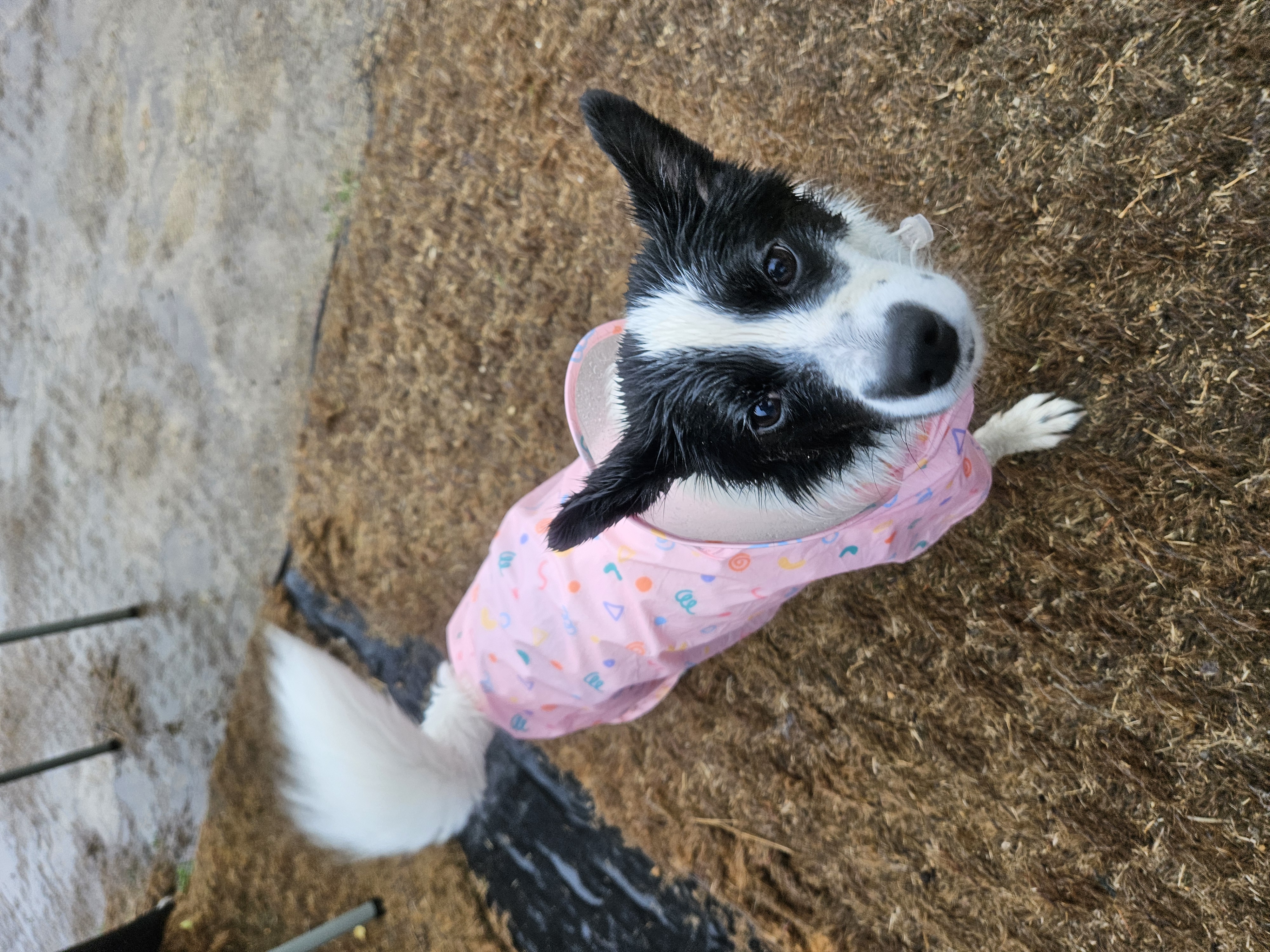 앤크 입양 1주년 후기