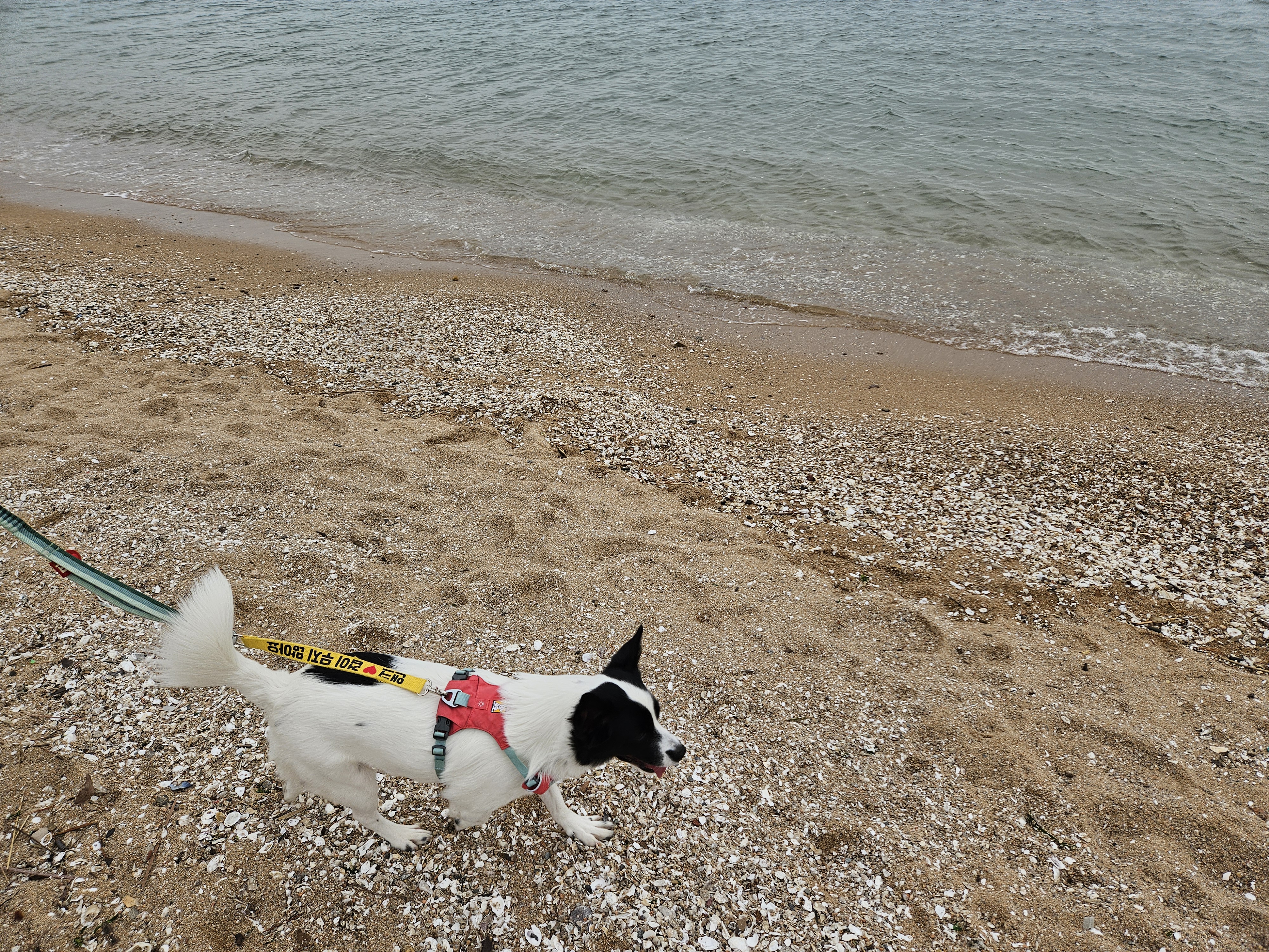 앤크 입양 1주년 후기