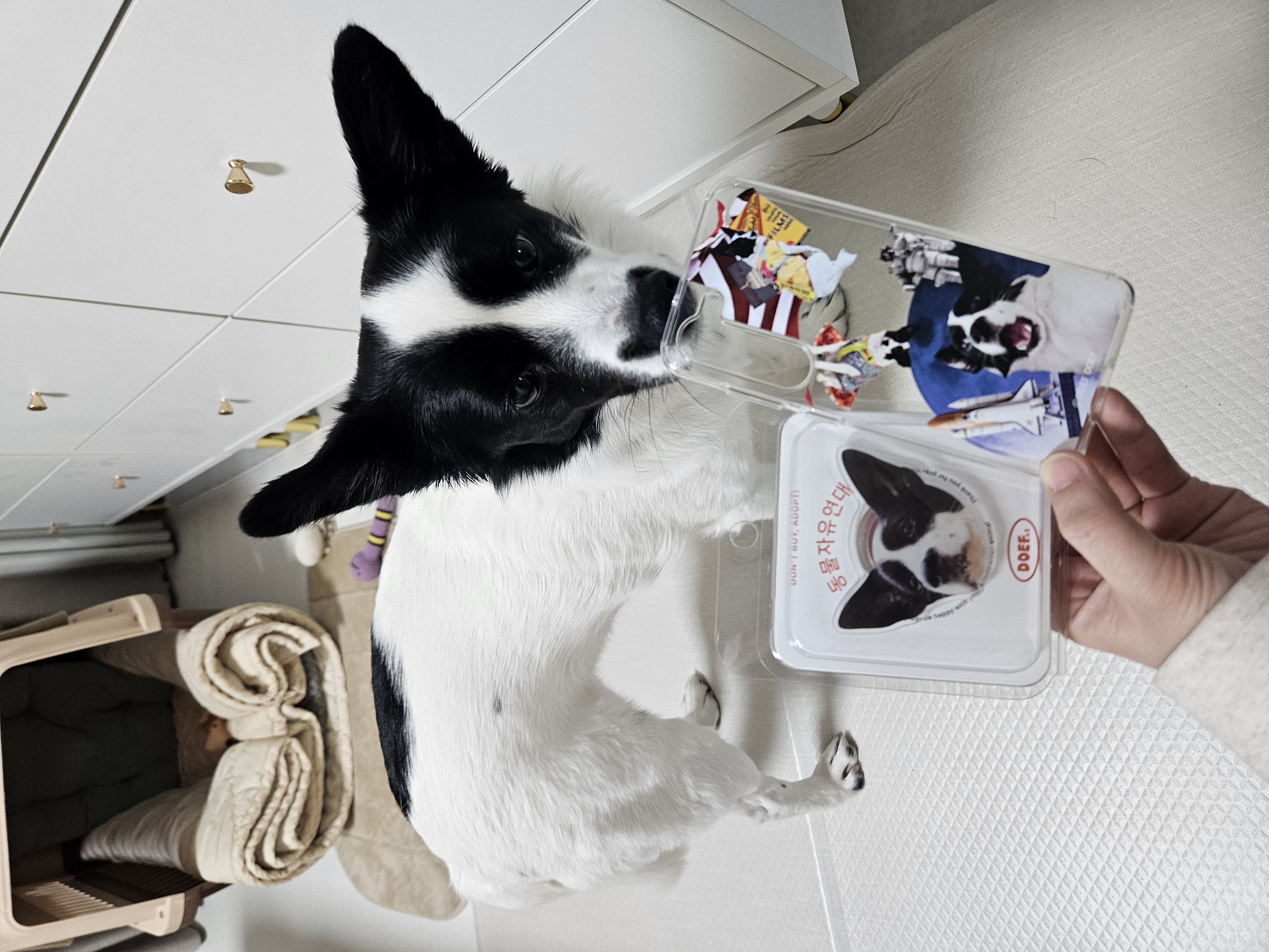 앤크 입양 1주년 후기