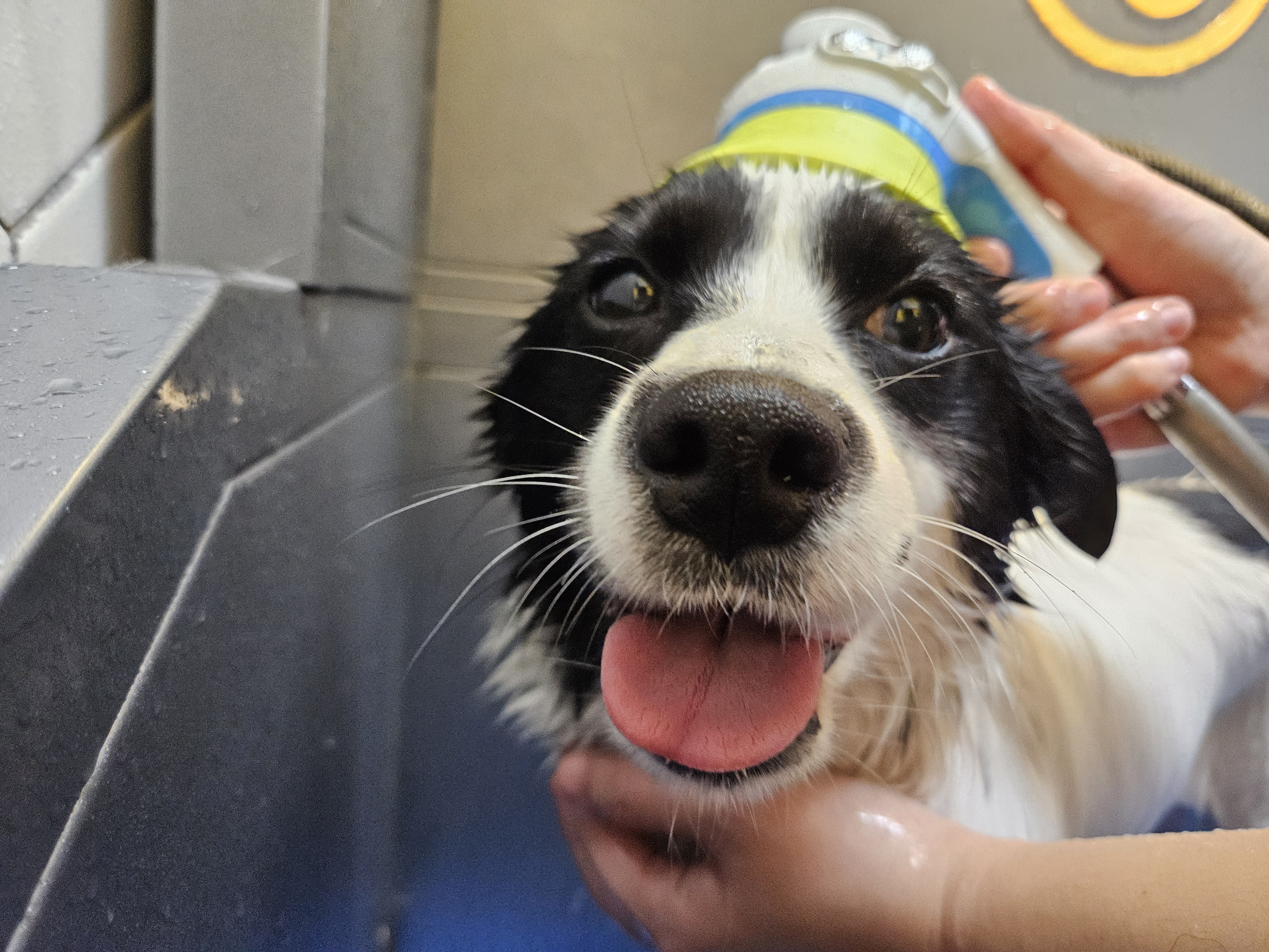 앤크 입양 1주년 후기