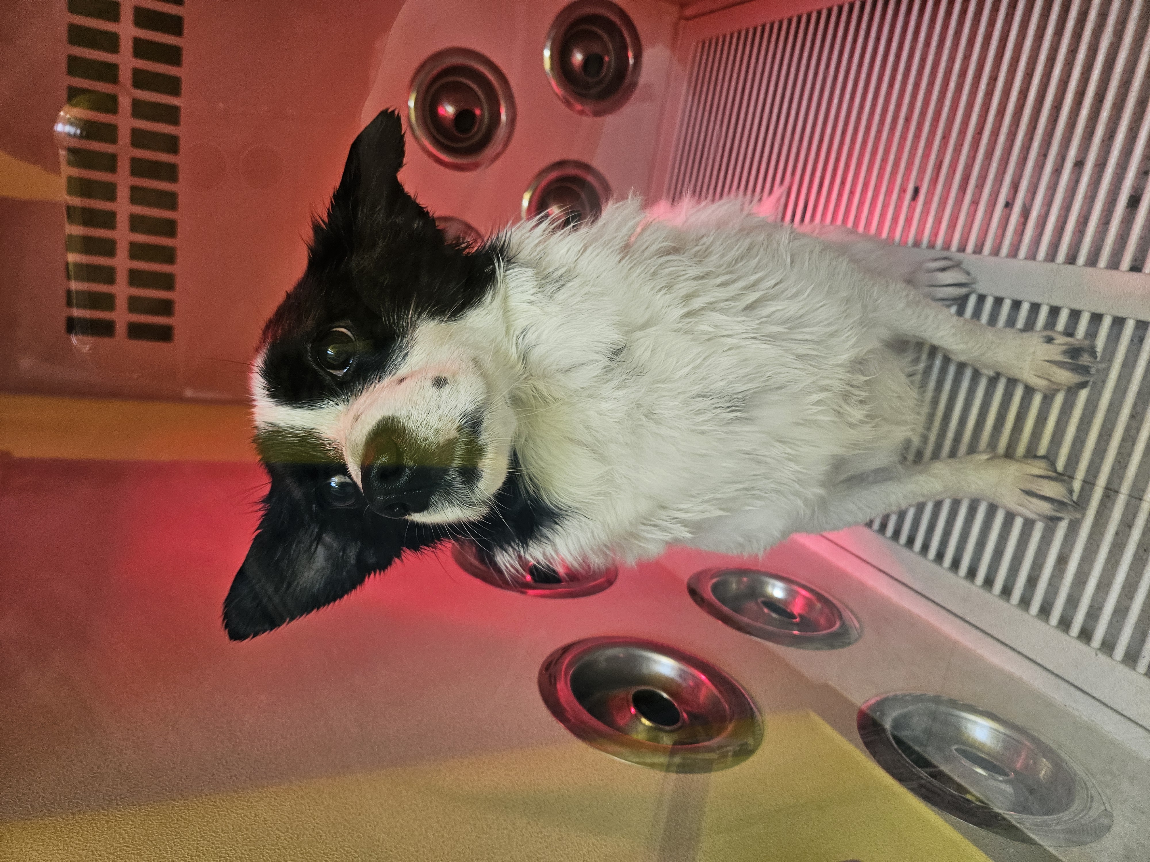 앤크 입양 1주년 후기