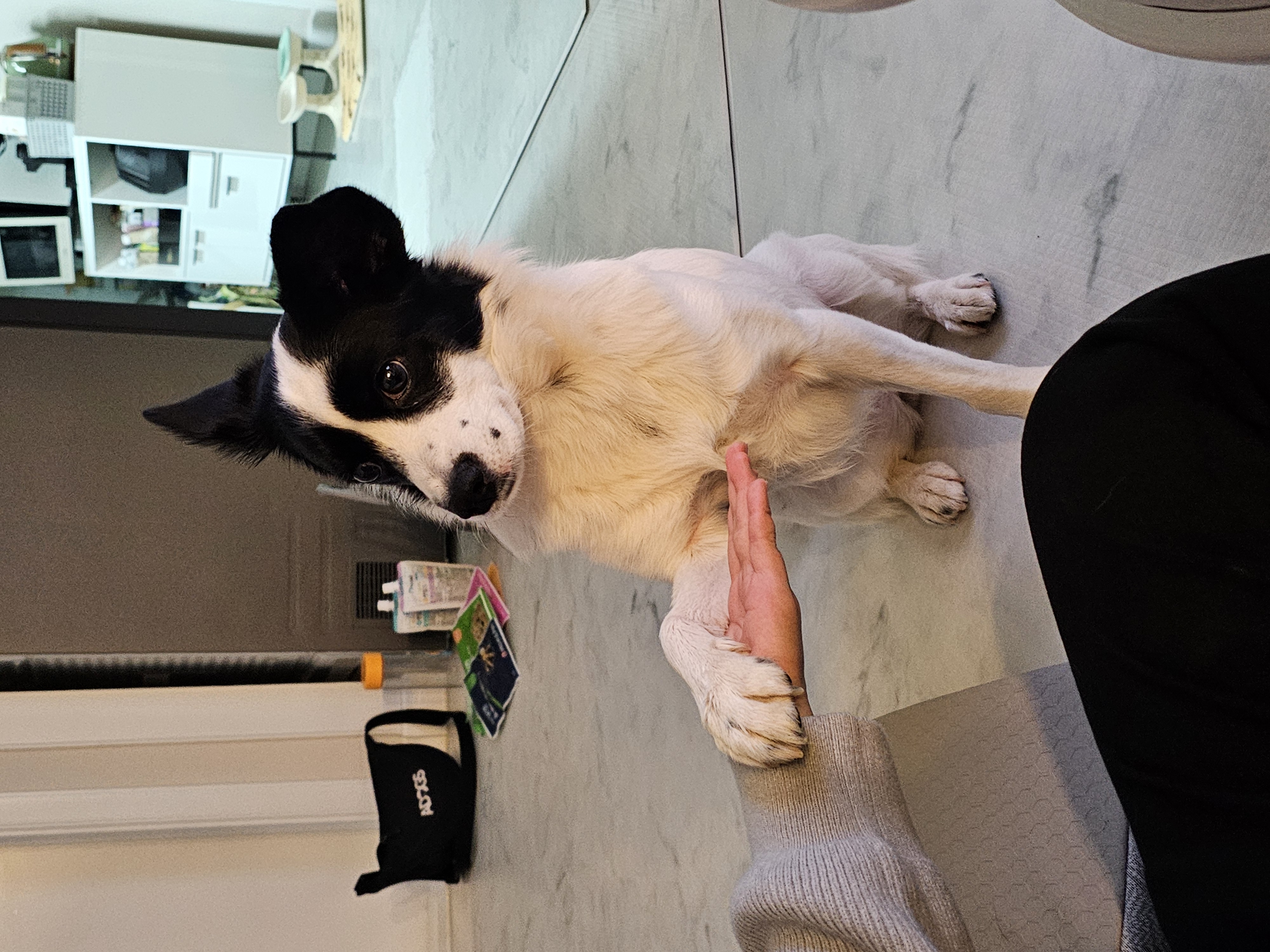 앤크 입양 1주년 후기