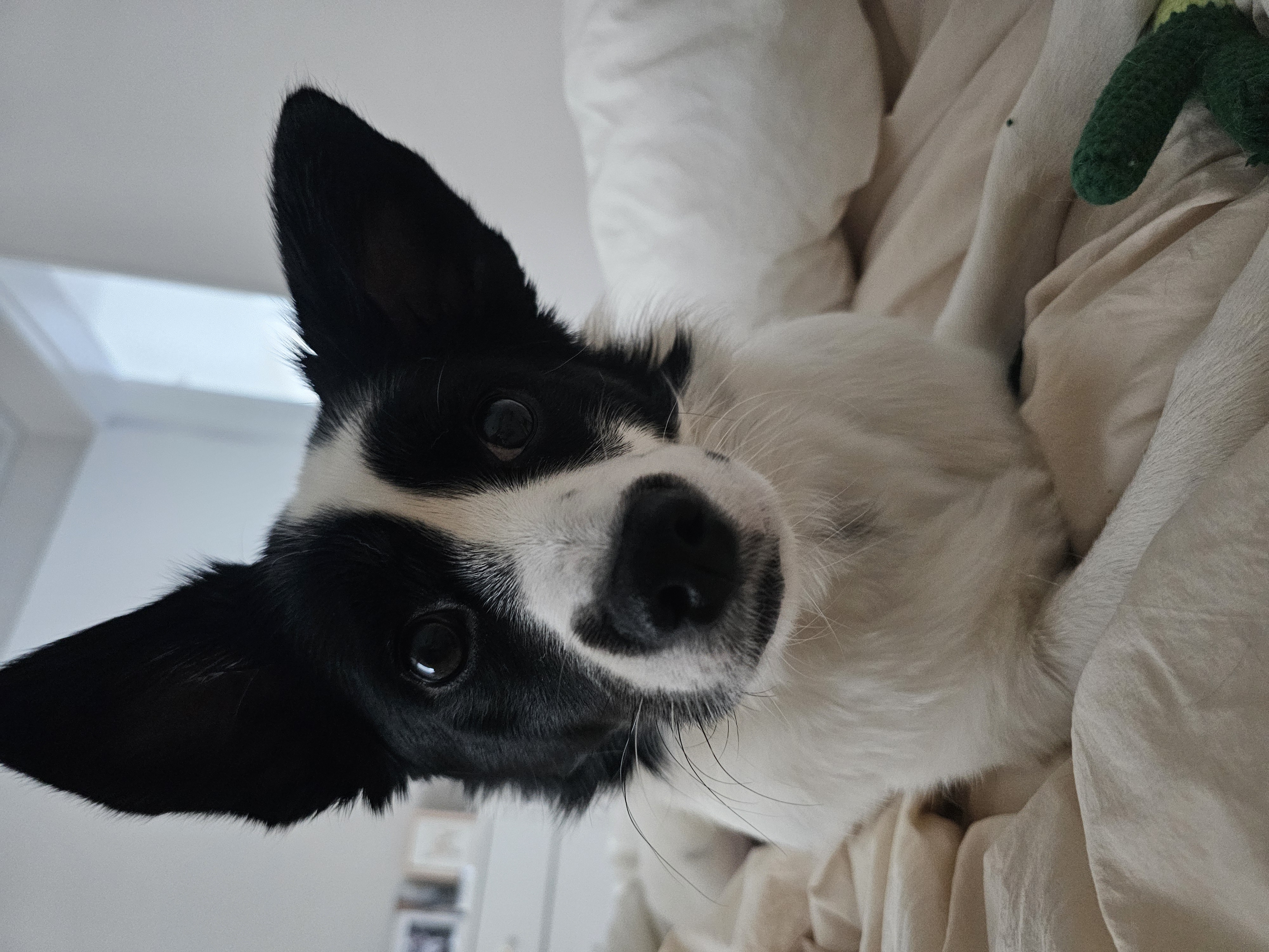 앤크 입양 1주년 후기