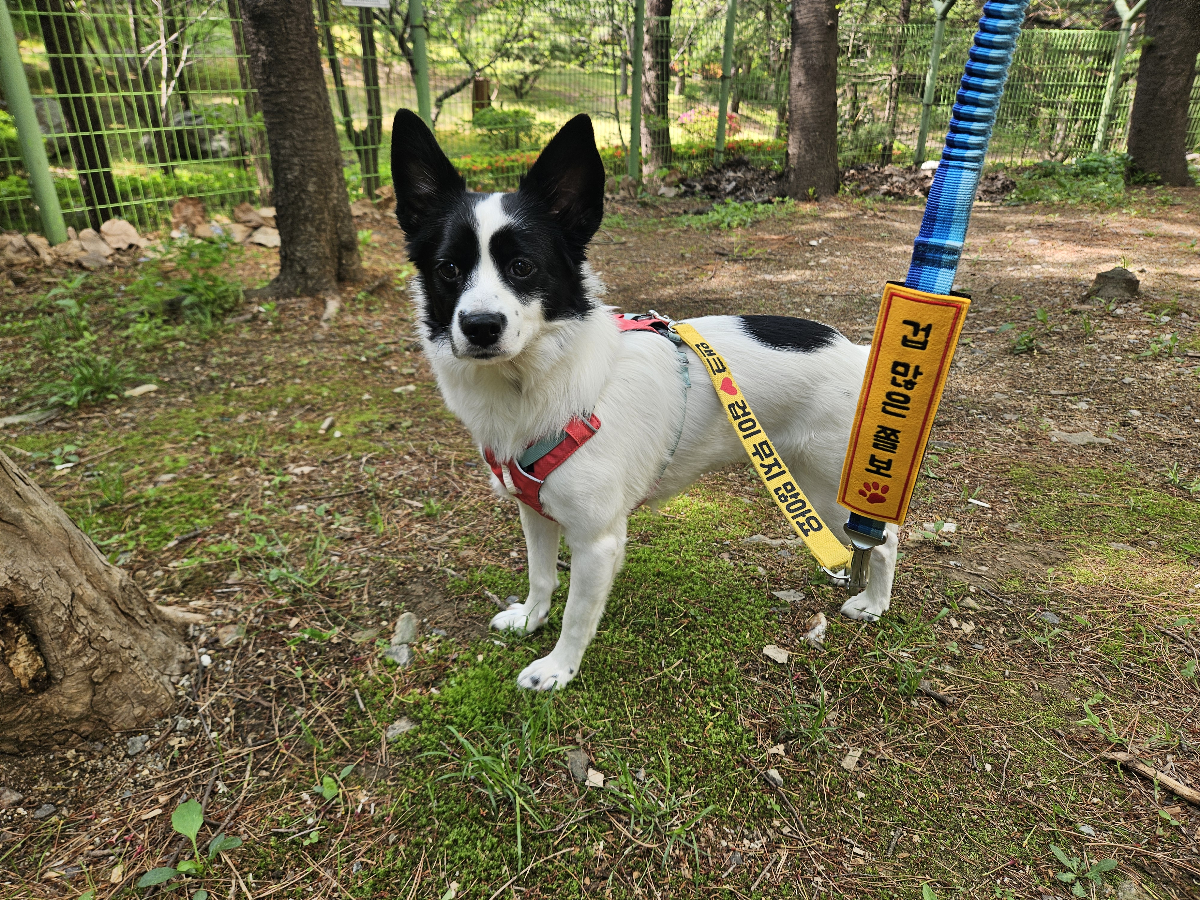 앤크 입양 1주년 후기