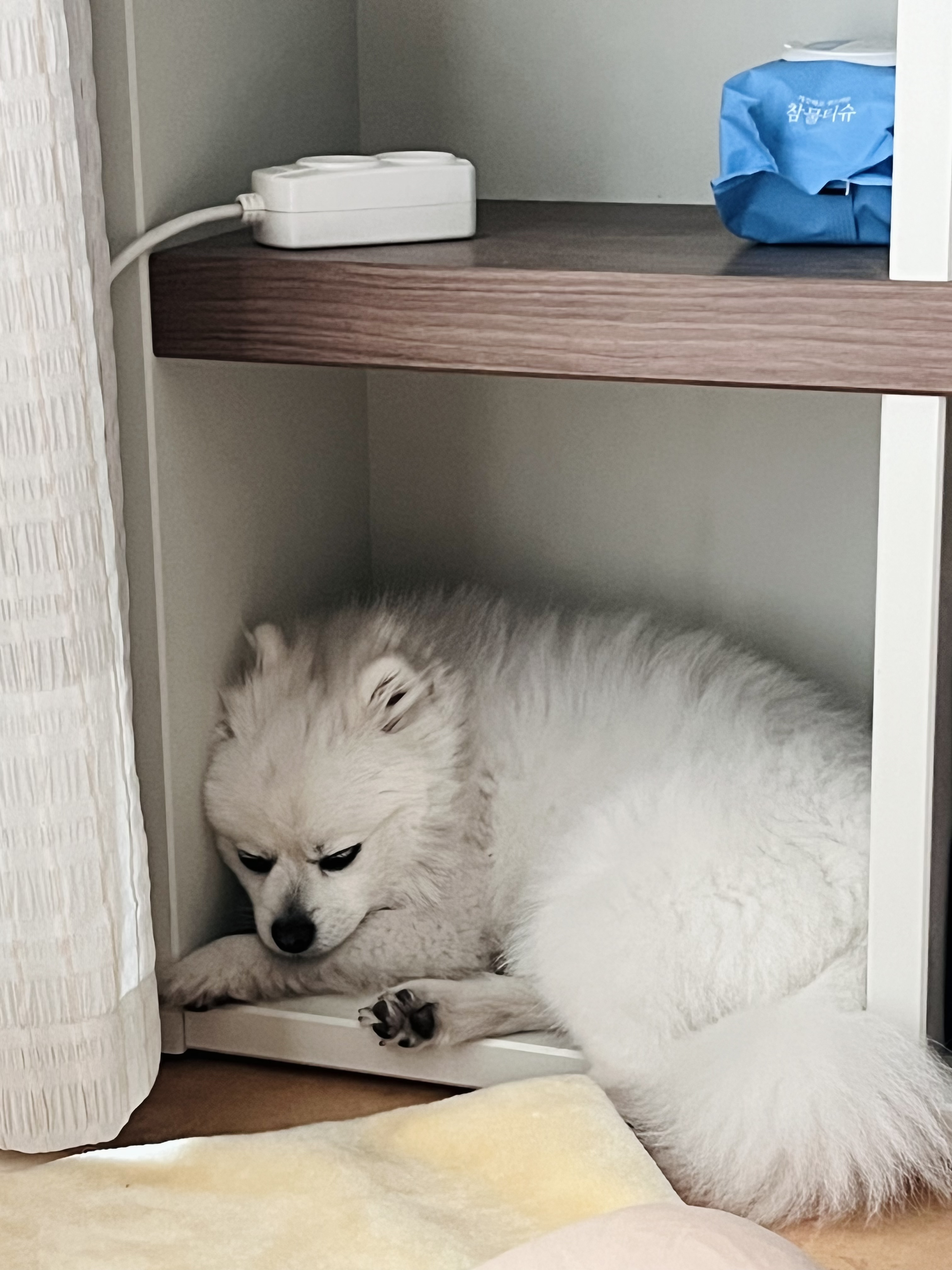 오쥬 입양 3개월차 후기입니다!