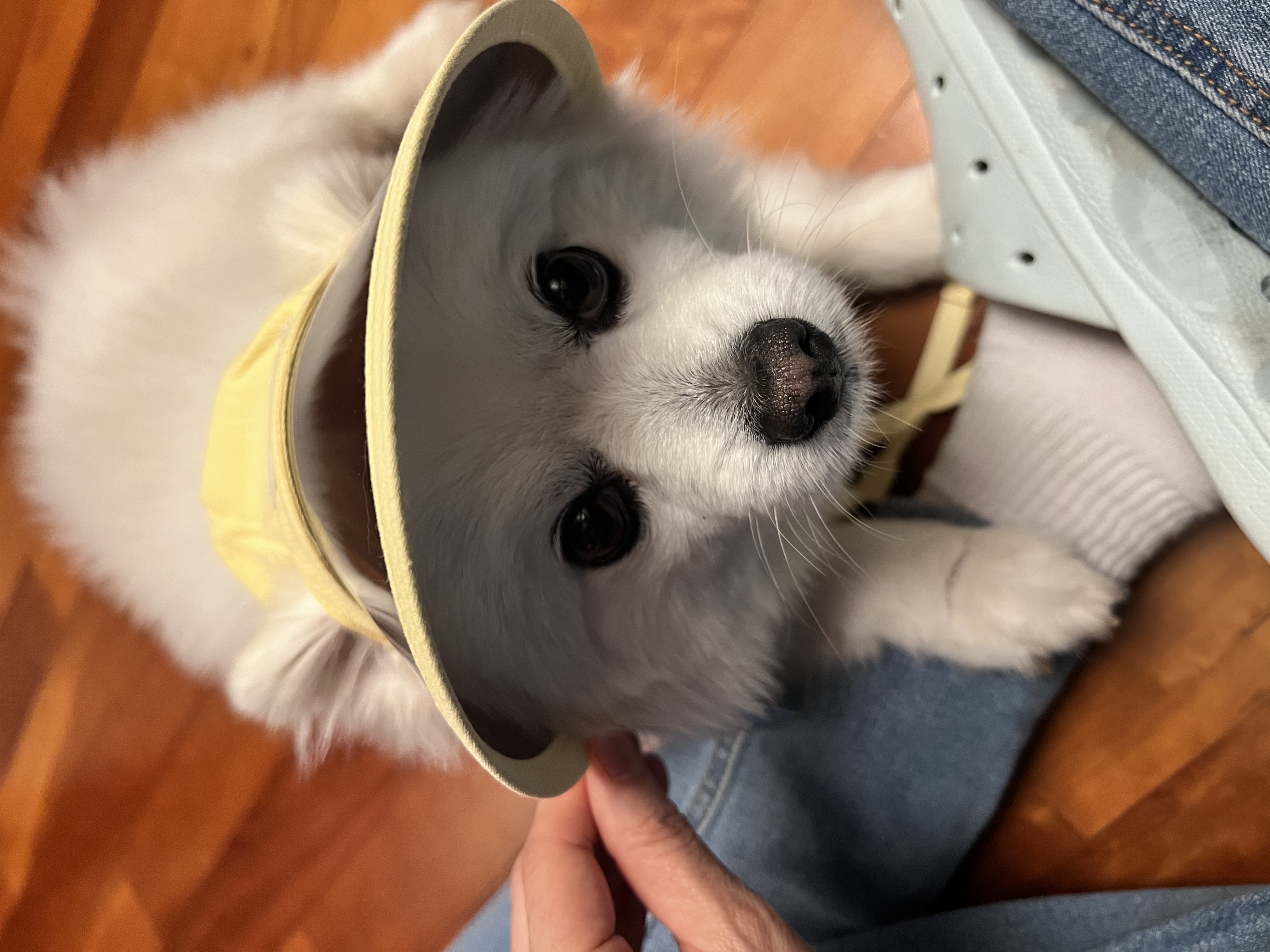 오쥬 입양 3개월차 후기입니다!