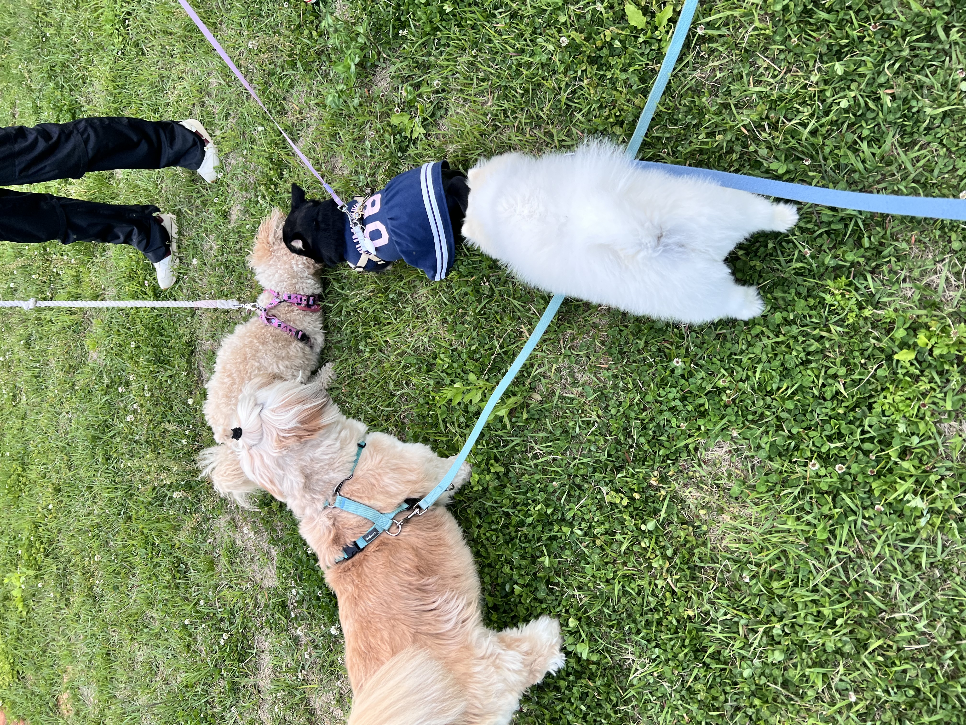 오쥬 입양 3개월차 후기입니다!