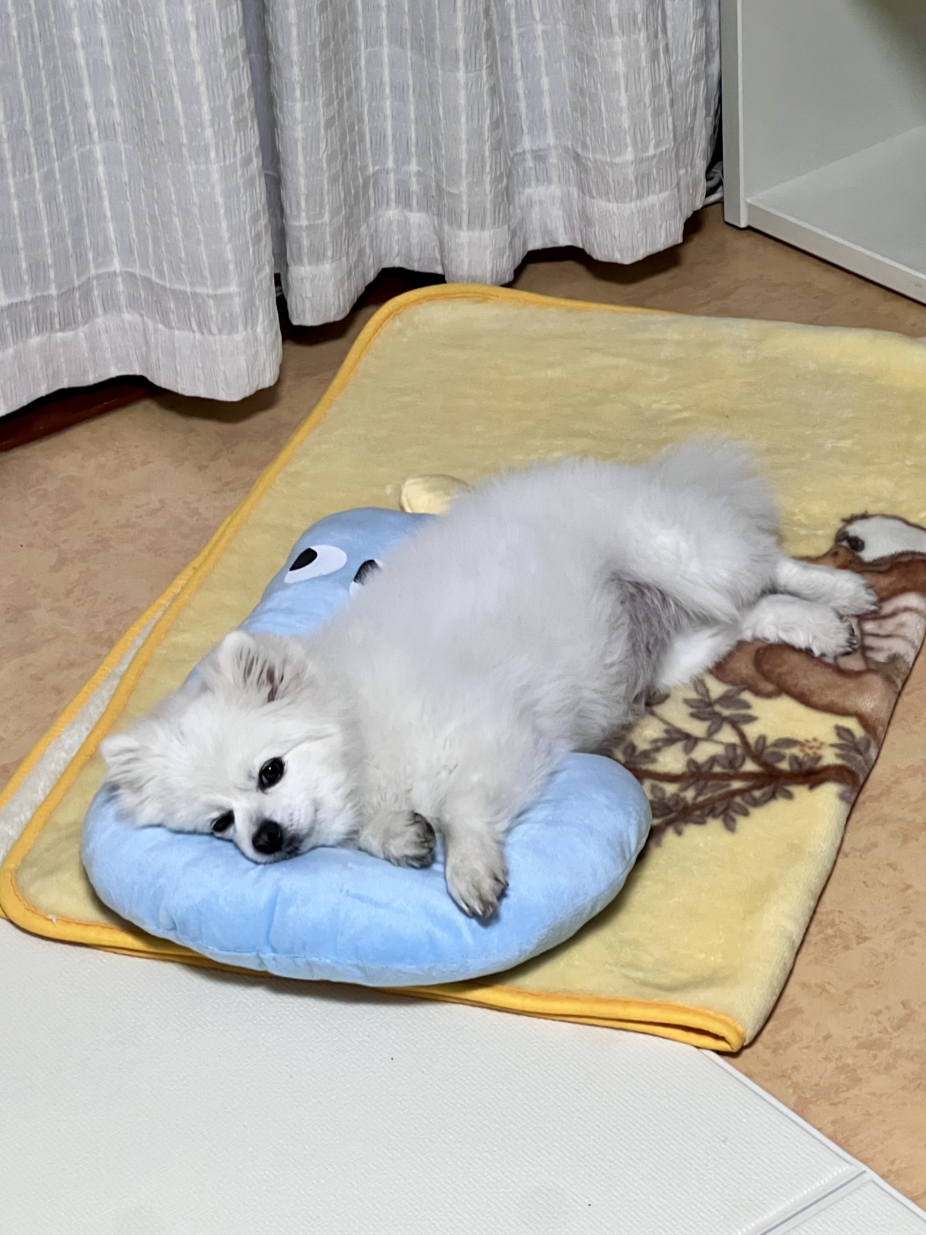 오쥬 입양 3개월차 후기입니다!