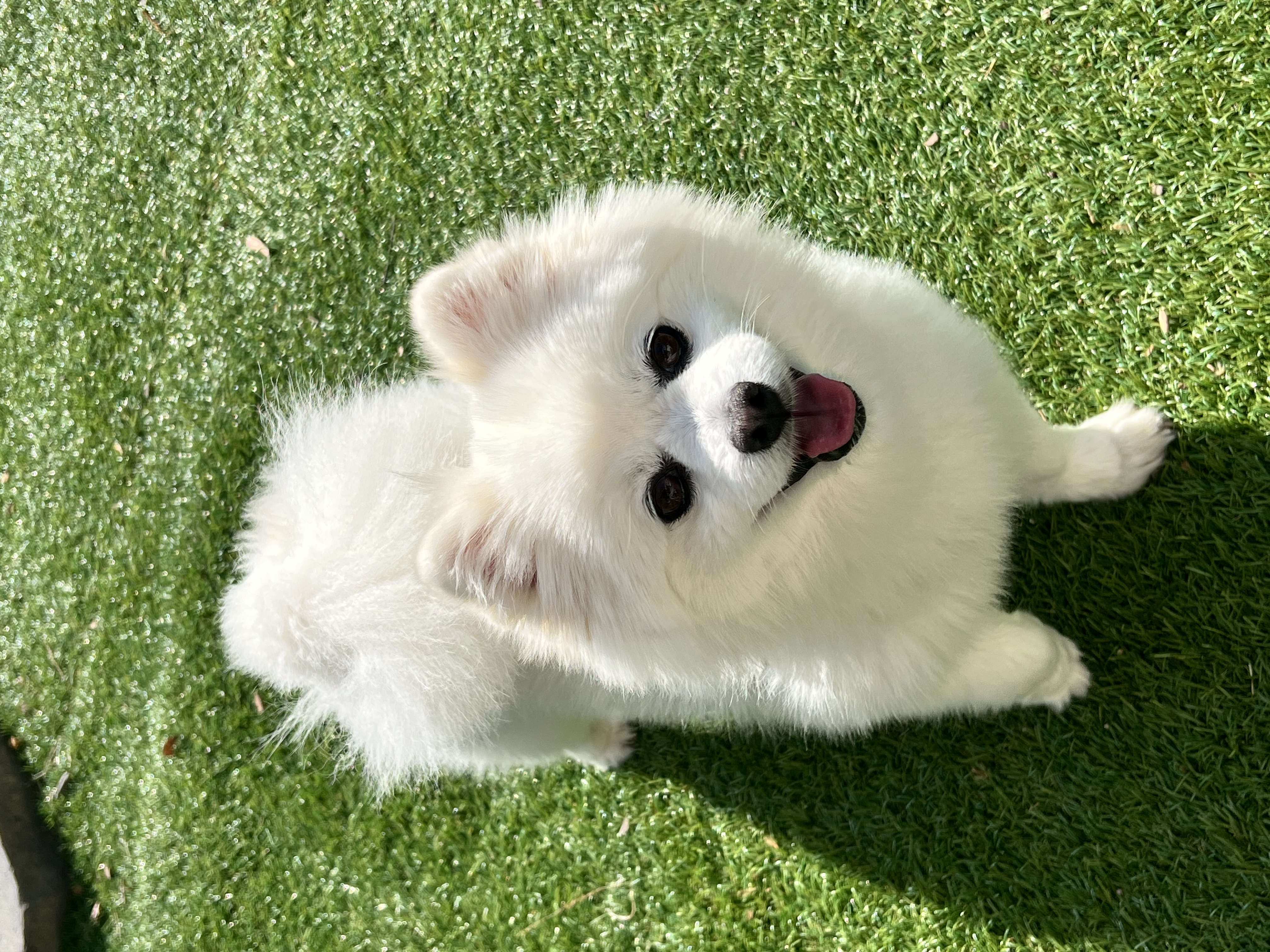 오쥬 입양 3개월차 후기입니다!