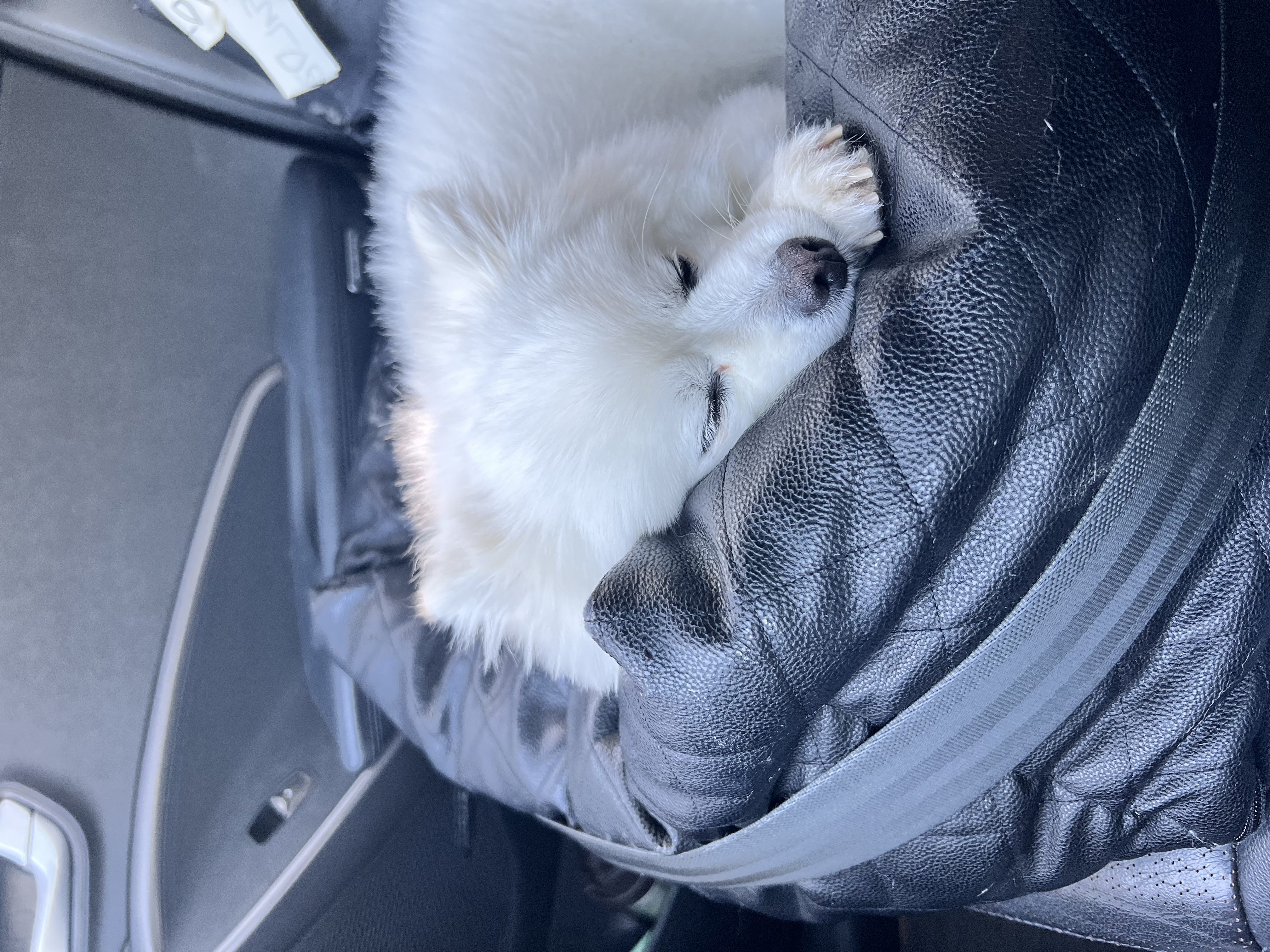 오쥬 입양 3개월차 후기입니다!