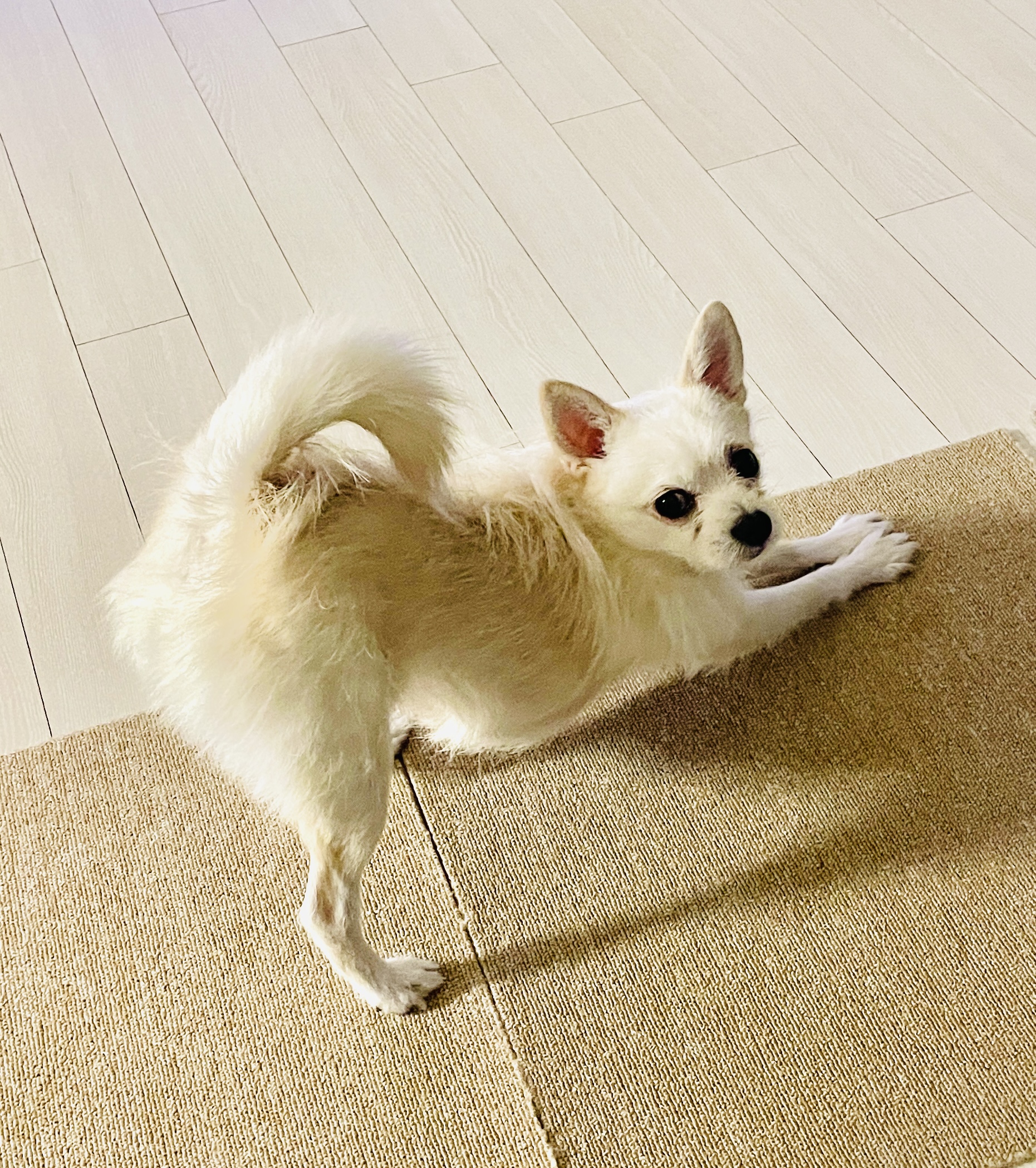 동치미(구 포요) Happy Adoption Day!🥳