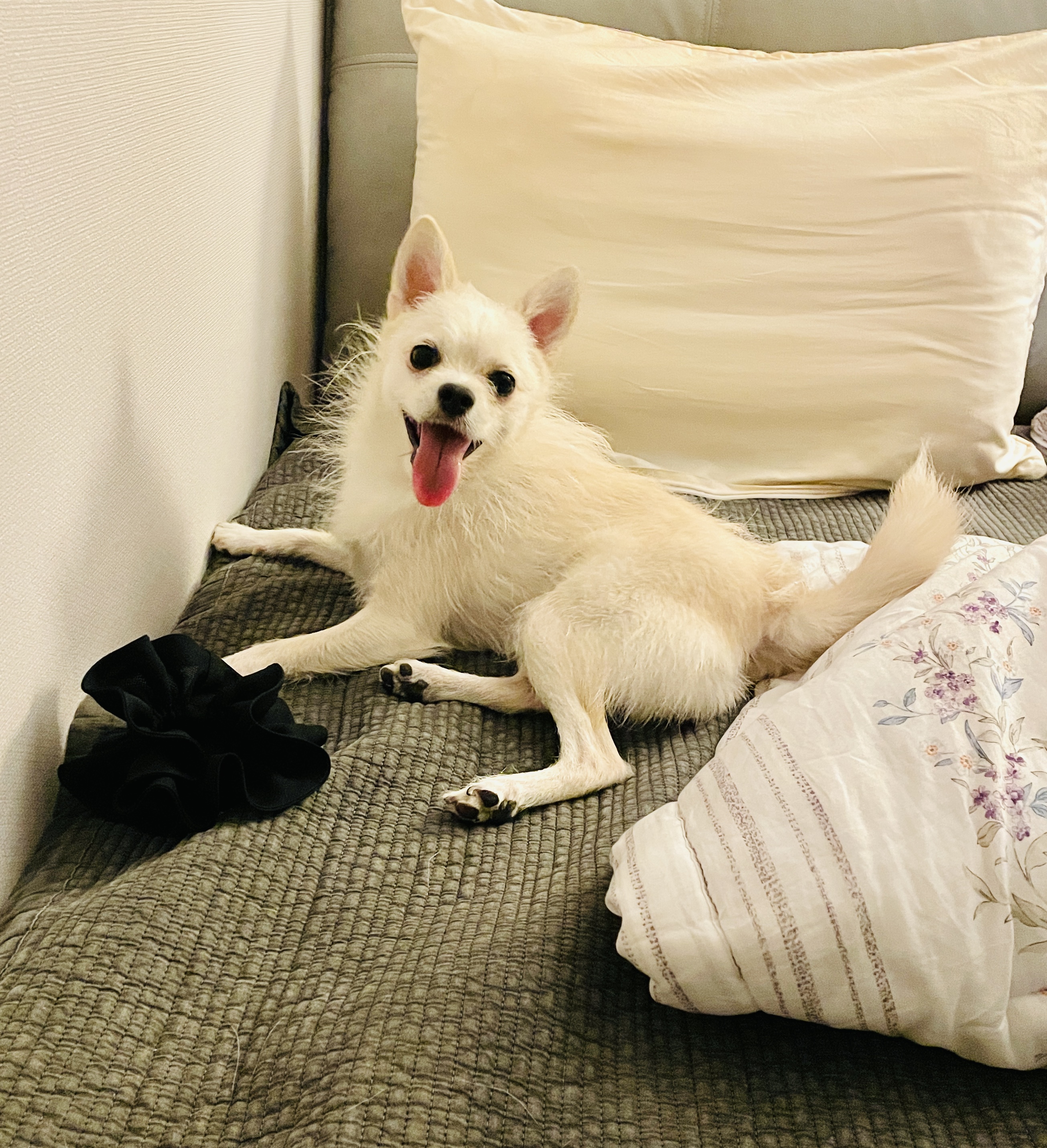 동치미(구 포요) Happy Adoption Day!🥳