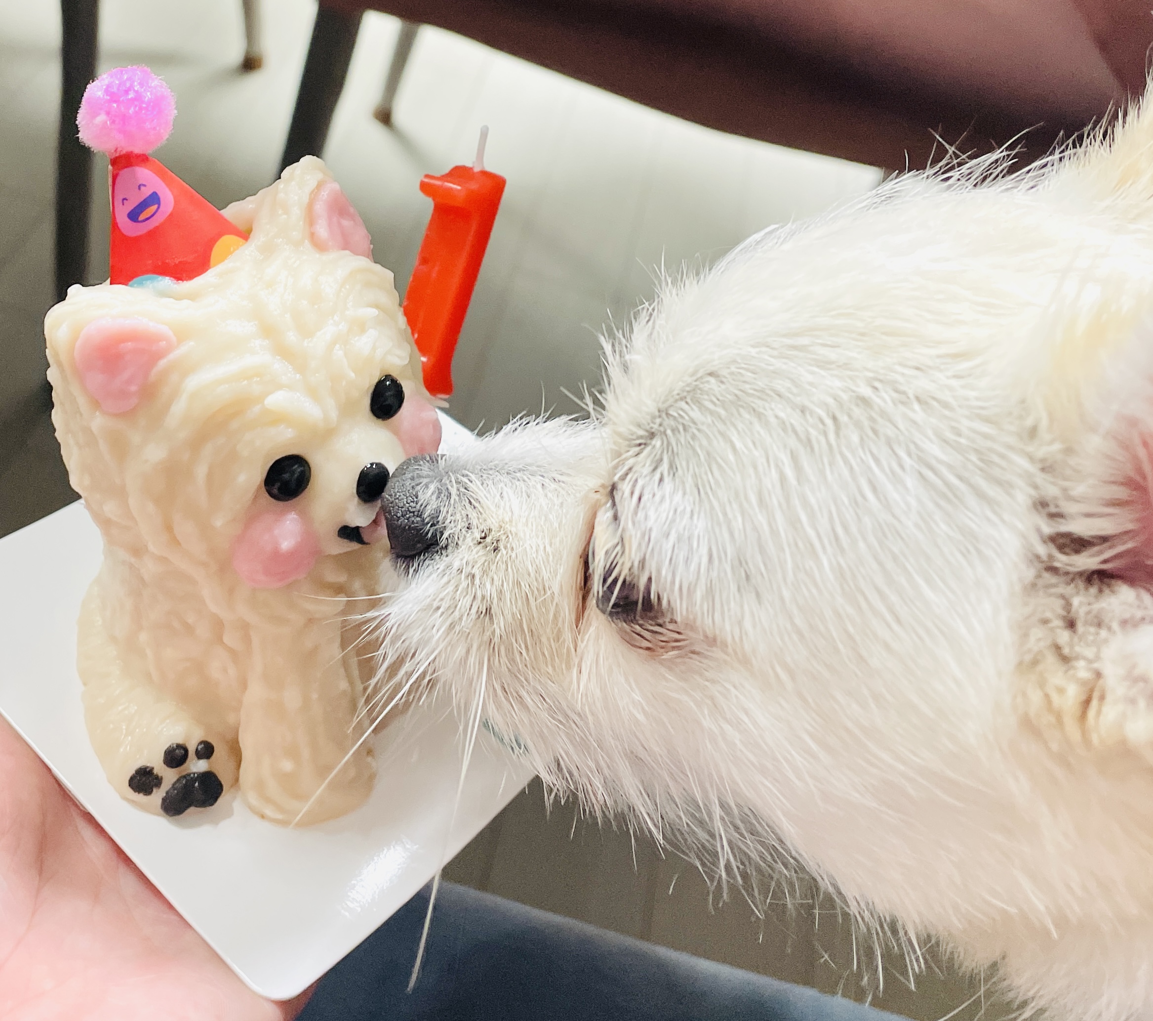 동치미(구 포요) Happy Adoption Day!🥳