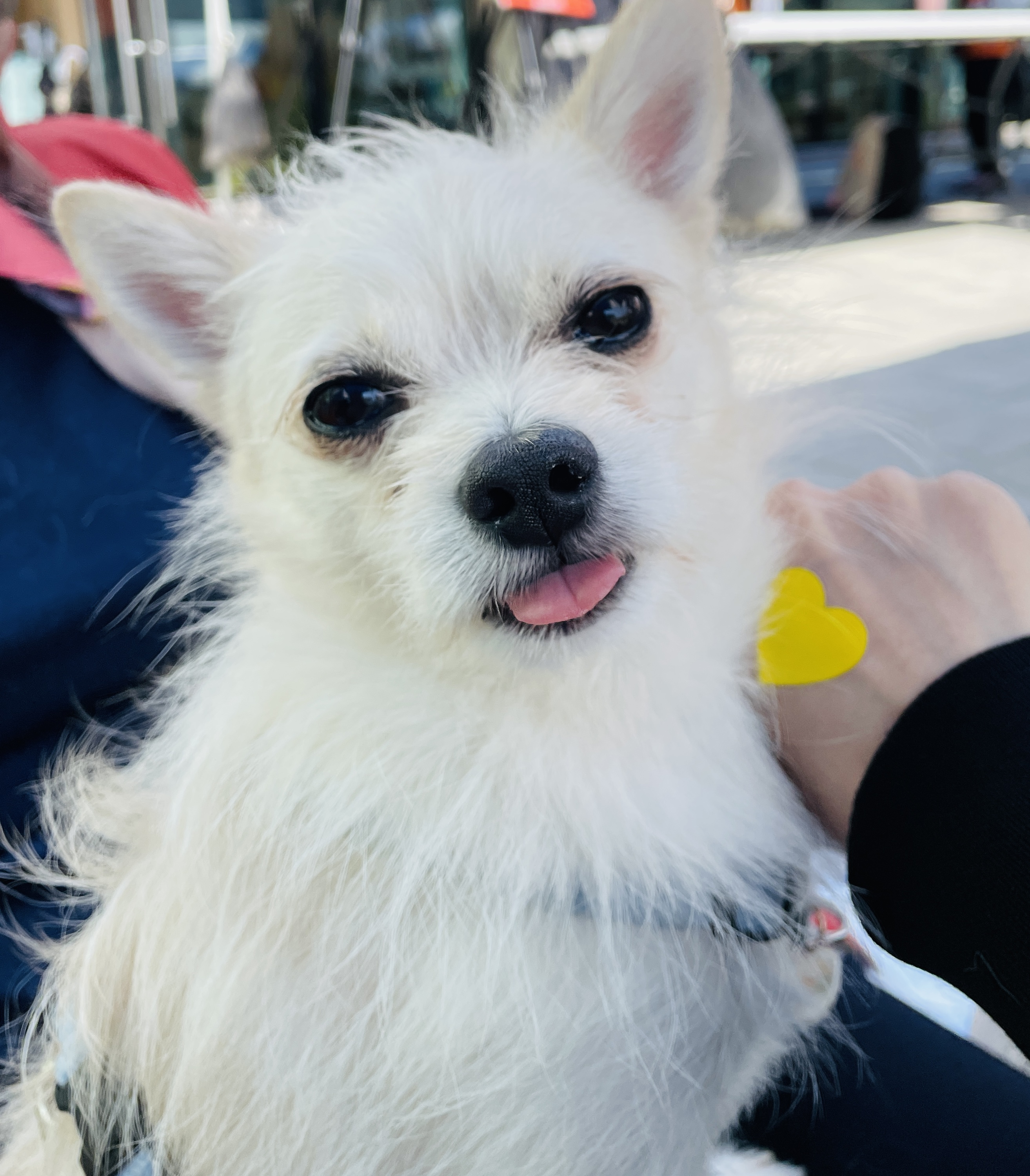 동치미(구 포요) Happy Adoption Day!🥳