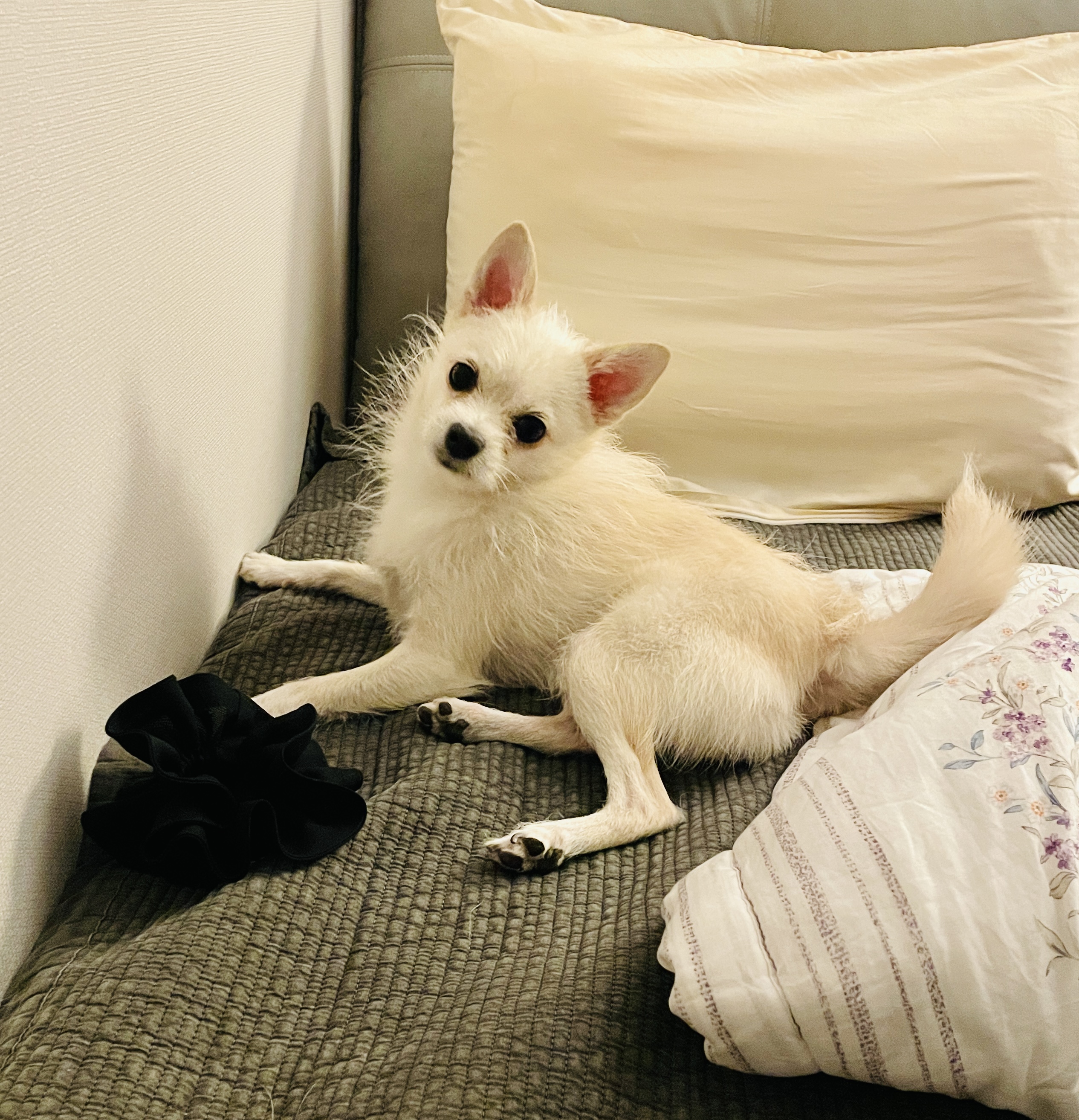 동치미(구 포요) Happy Adoption Day!🥳