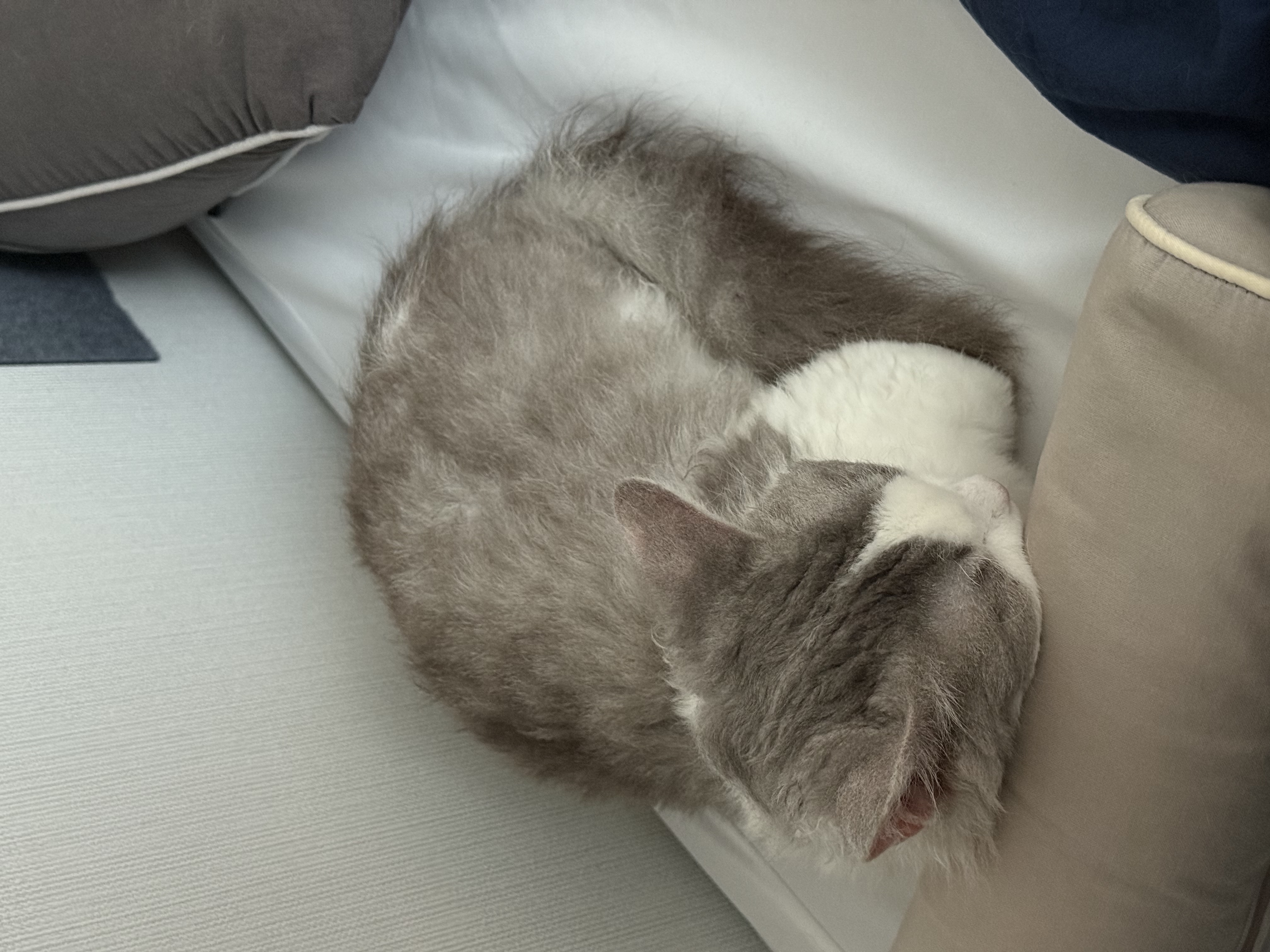 단비(몽땅이)는 엄청난 천사냥이에요...! (한 달 후기)