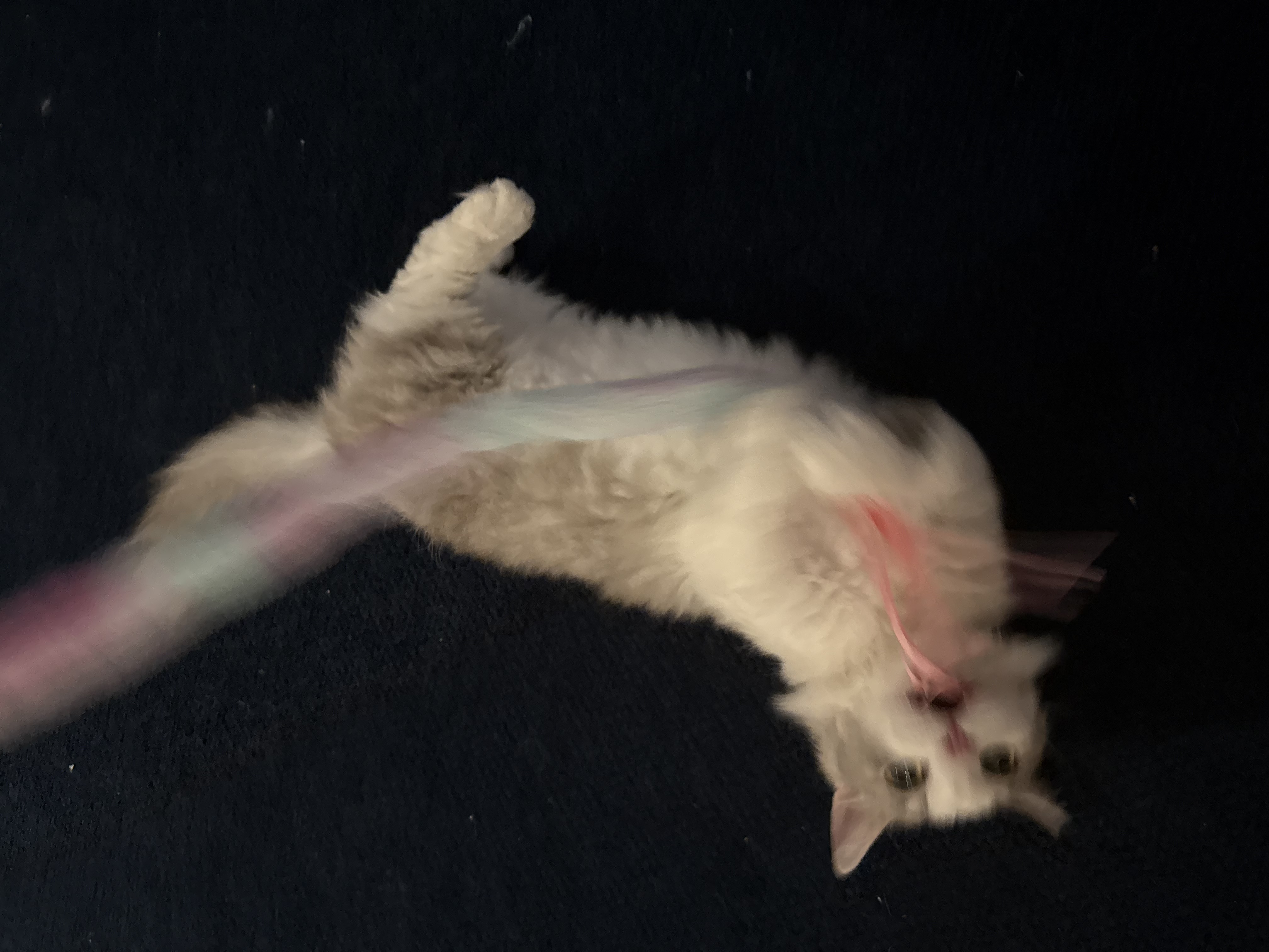 단비(몽땅이)는 엄청난 천사냥이에요...! (한 달 후기)