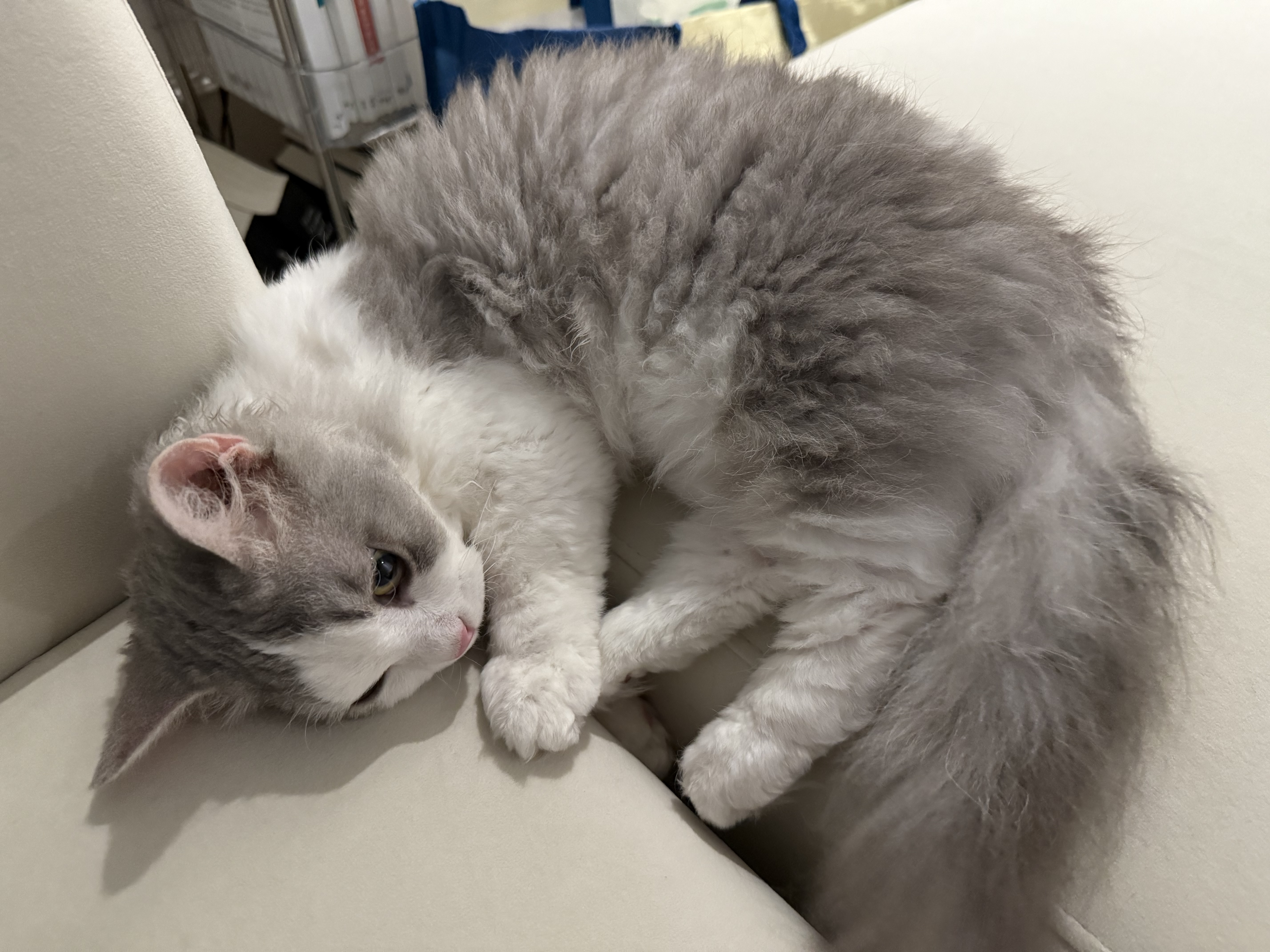 단비(몽땅이)는 엄청난 천사냥이에요...! (한 달 후기)