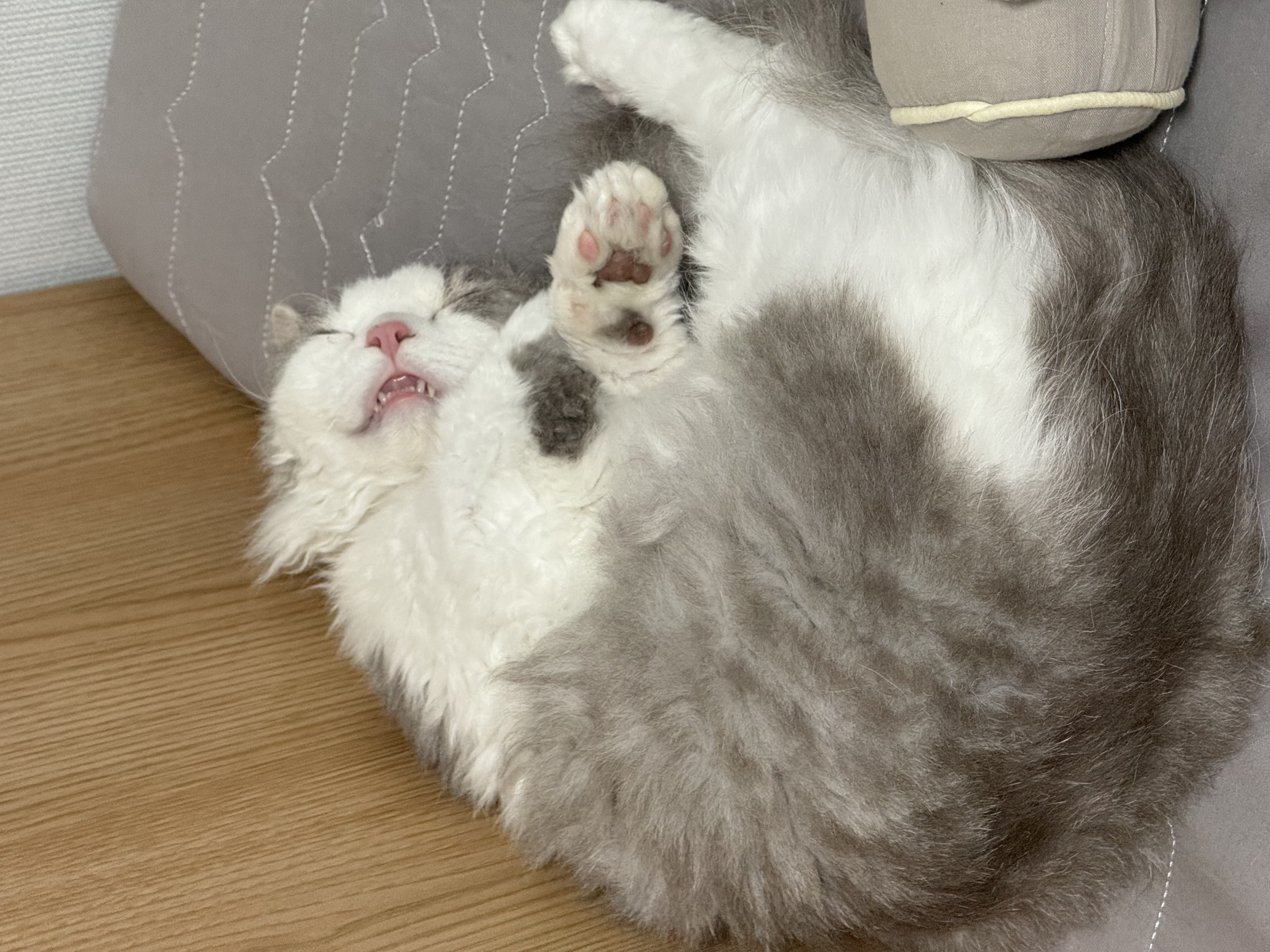 단비(몽땅이)는 엄청난 천사냥이에요...! (한 달 후기)