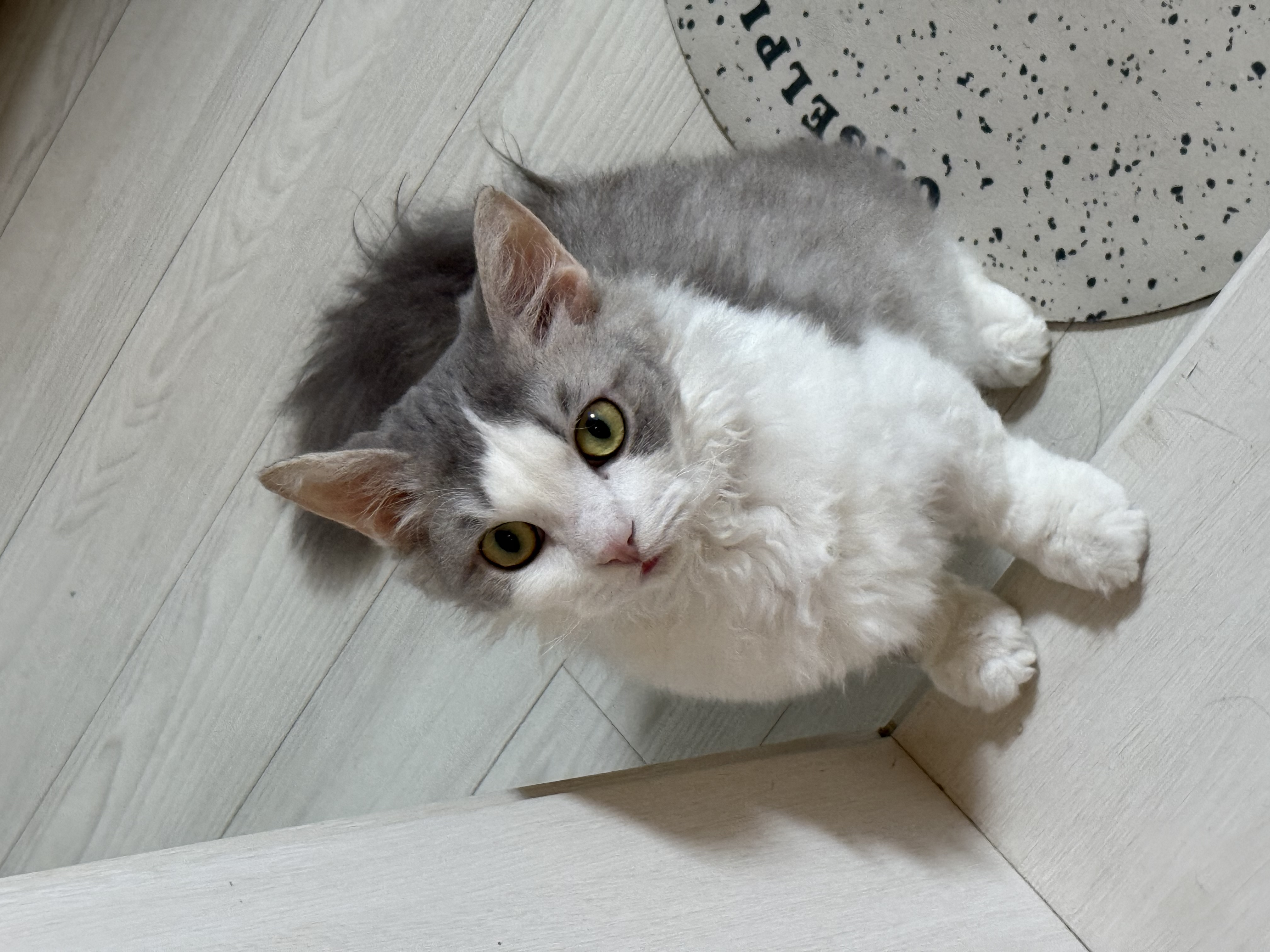 단비(몽땅이)는 엄청난 천사냥이에요...! (한 달 후기)