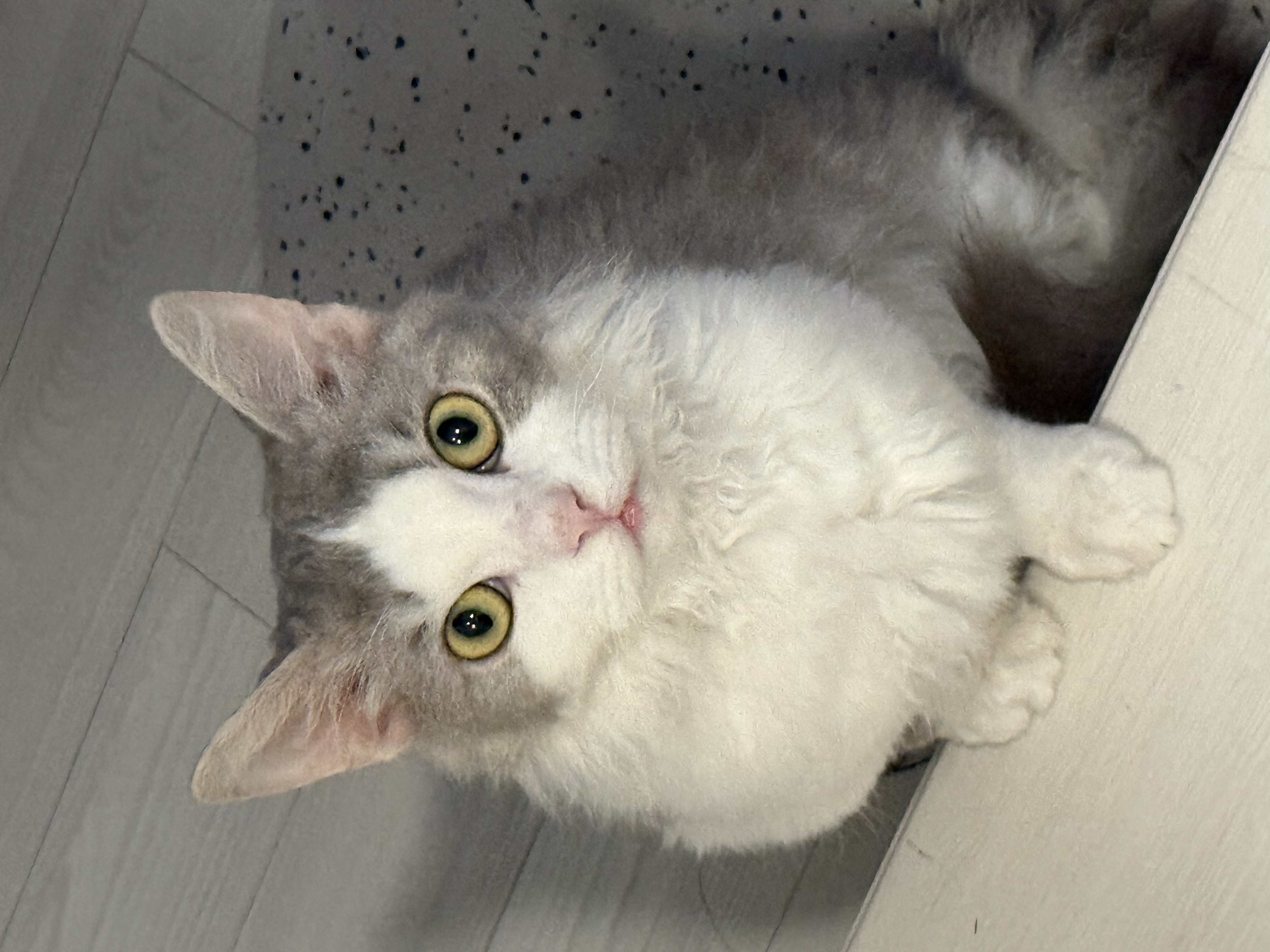 단비(몽땅이)는 엄청난 천사냥이에요...! (한 달 후기)