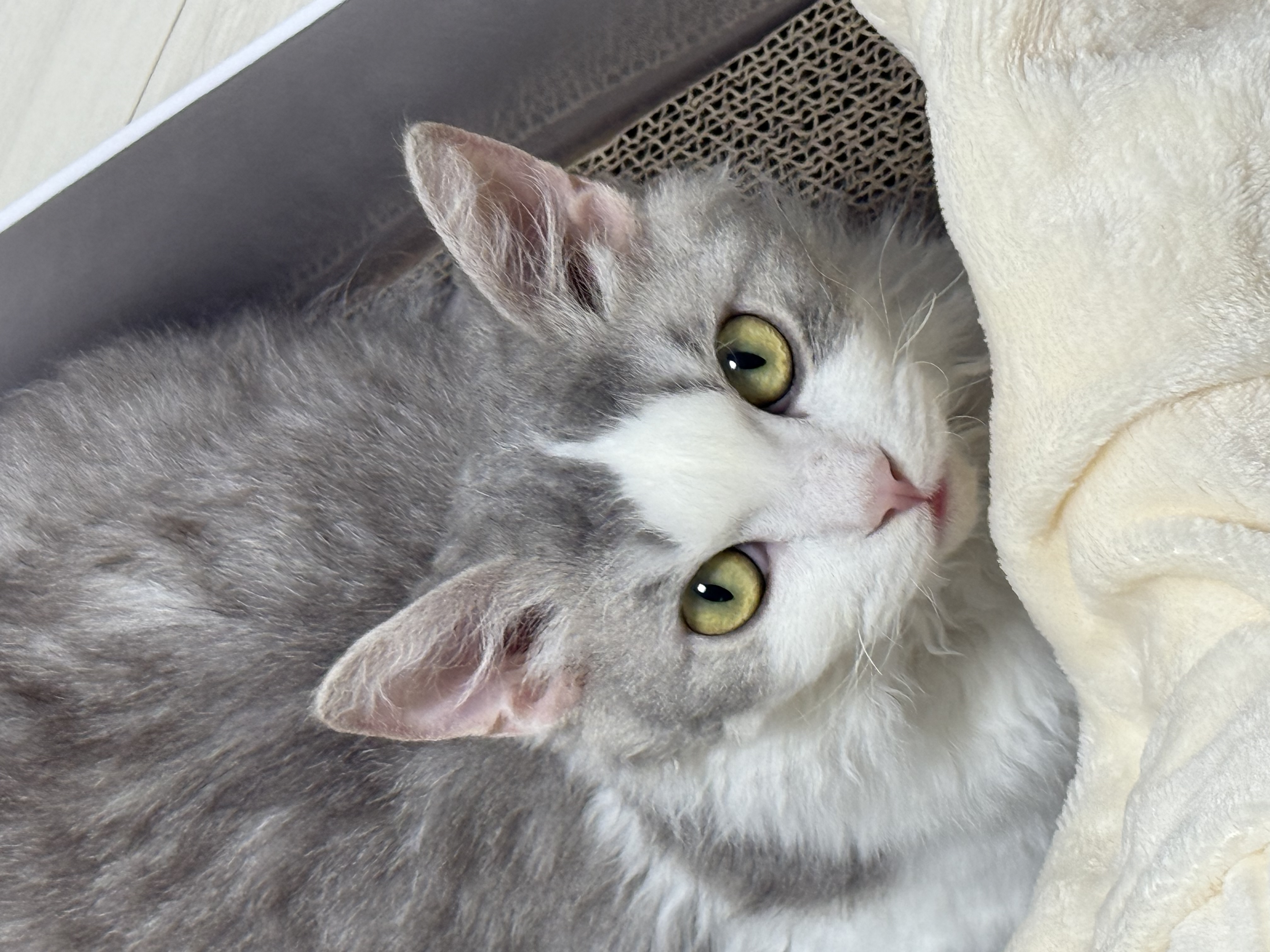 단비(몽땅이)는 엄청난 천사냥이에요...! (한 달 후기)