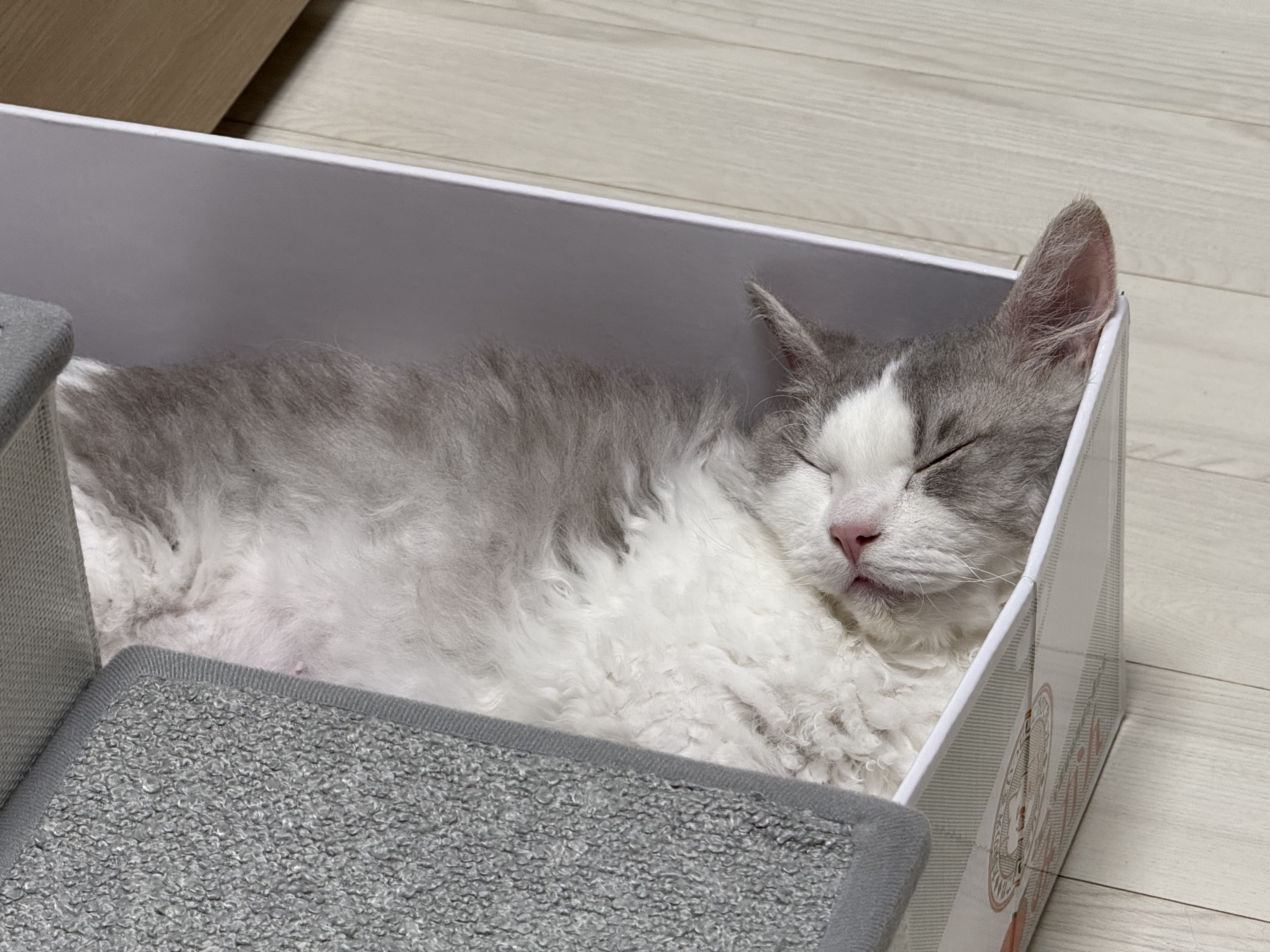 단비(몽땅이)는 엄청난 천사냥이에요...! (한 달 후기)