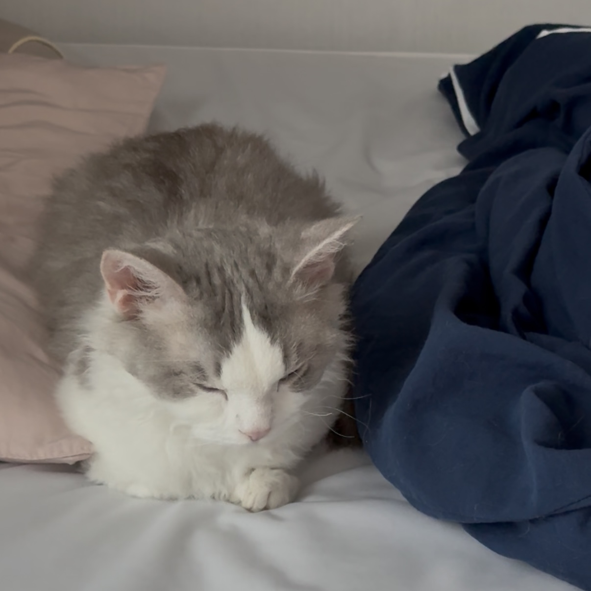 단비(몽땅이)는 엄청난 천사냥이에요...! (한 달 후기)