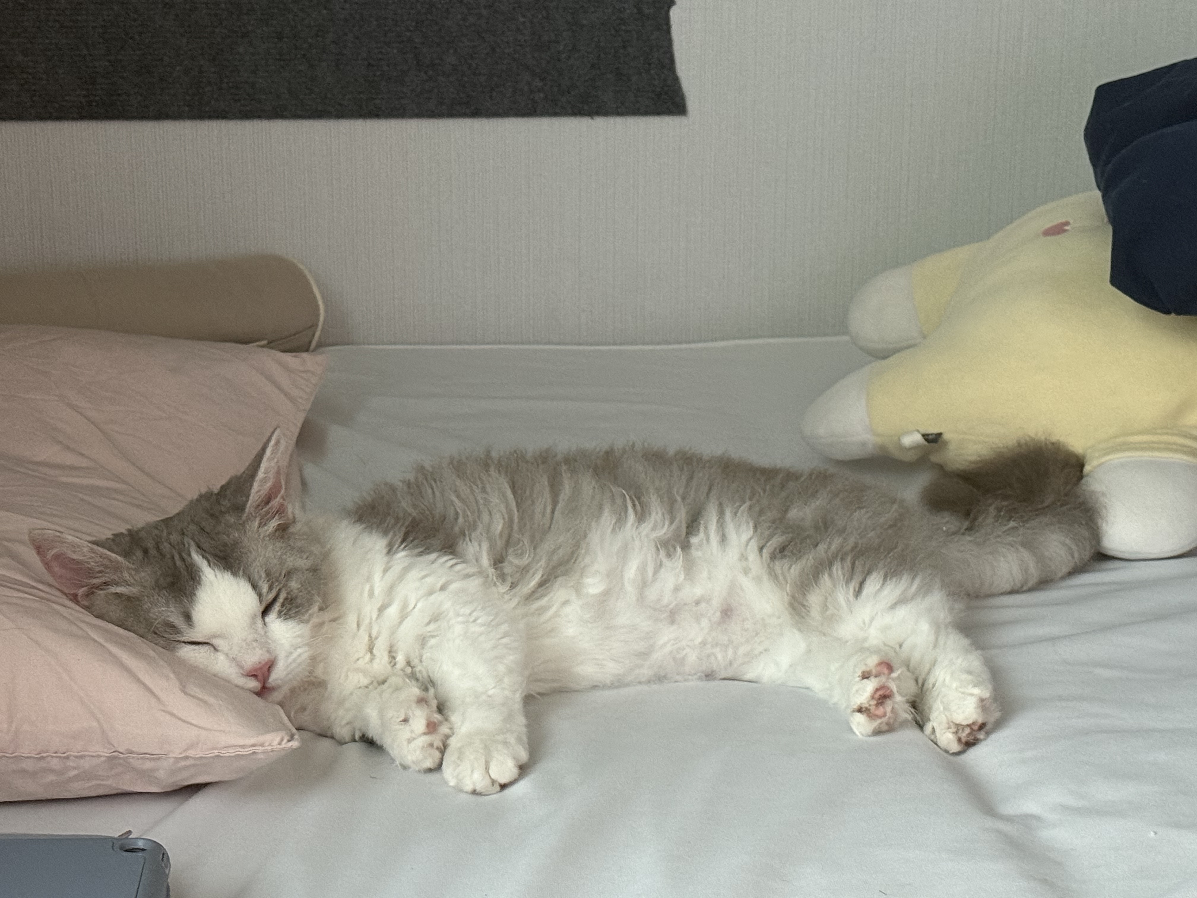 단비(몽땅이)는 엄청난 천사냥이에요...! (한 달 후기)