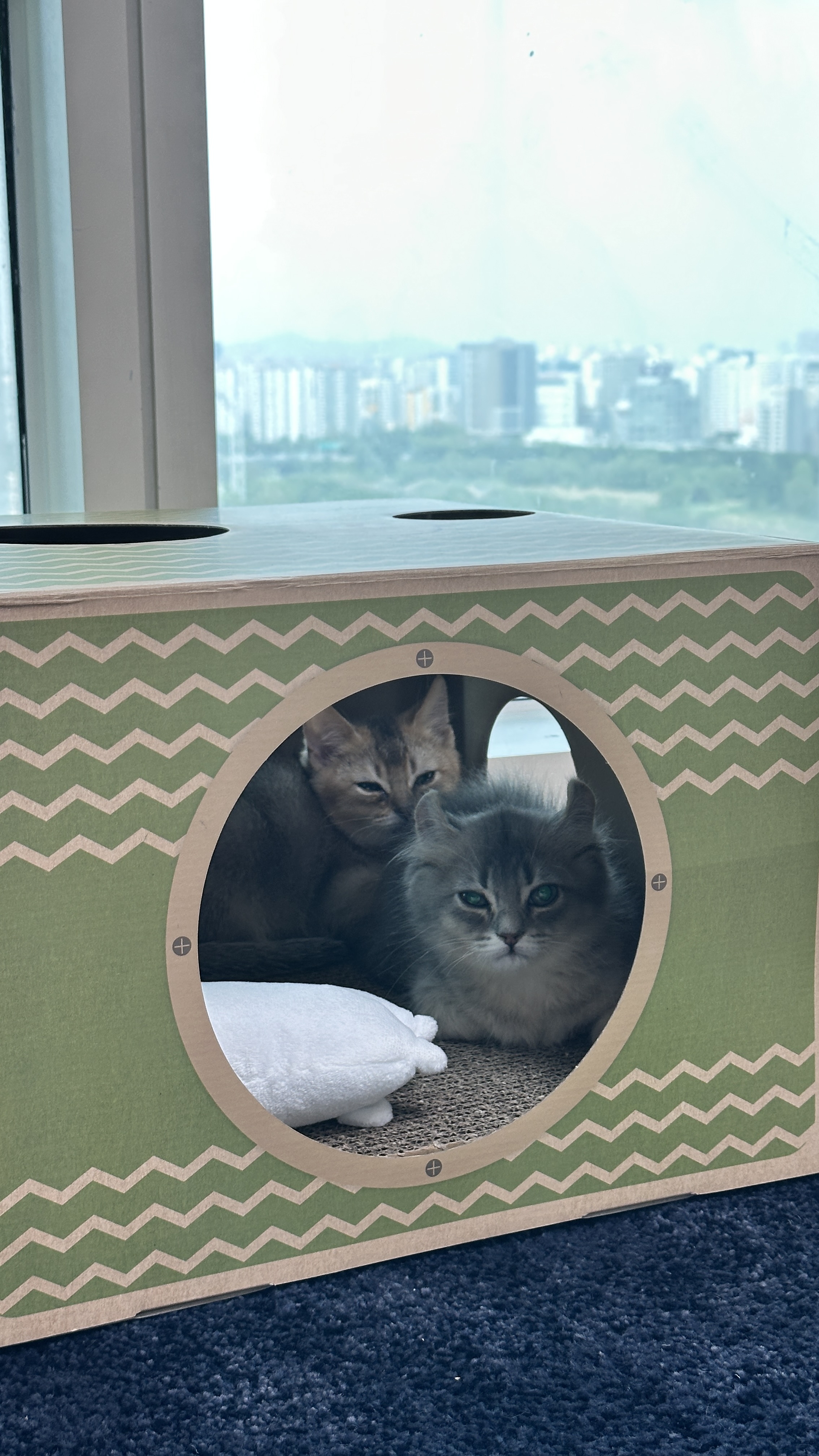 슈가&누가 입양 일주일 후기