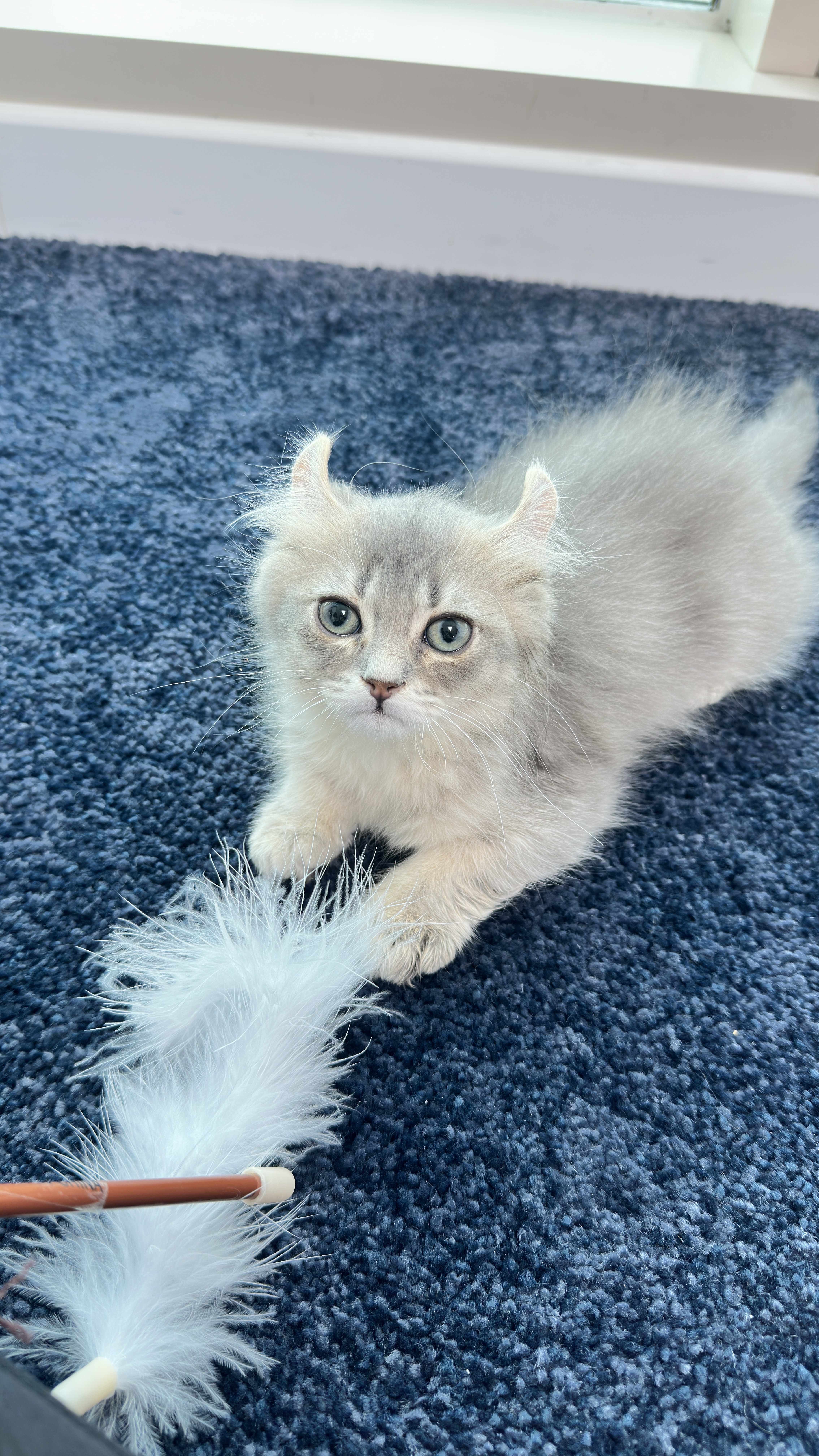 슈가&누가 입양 일주일 후기