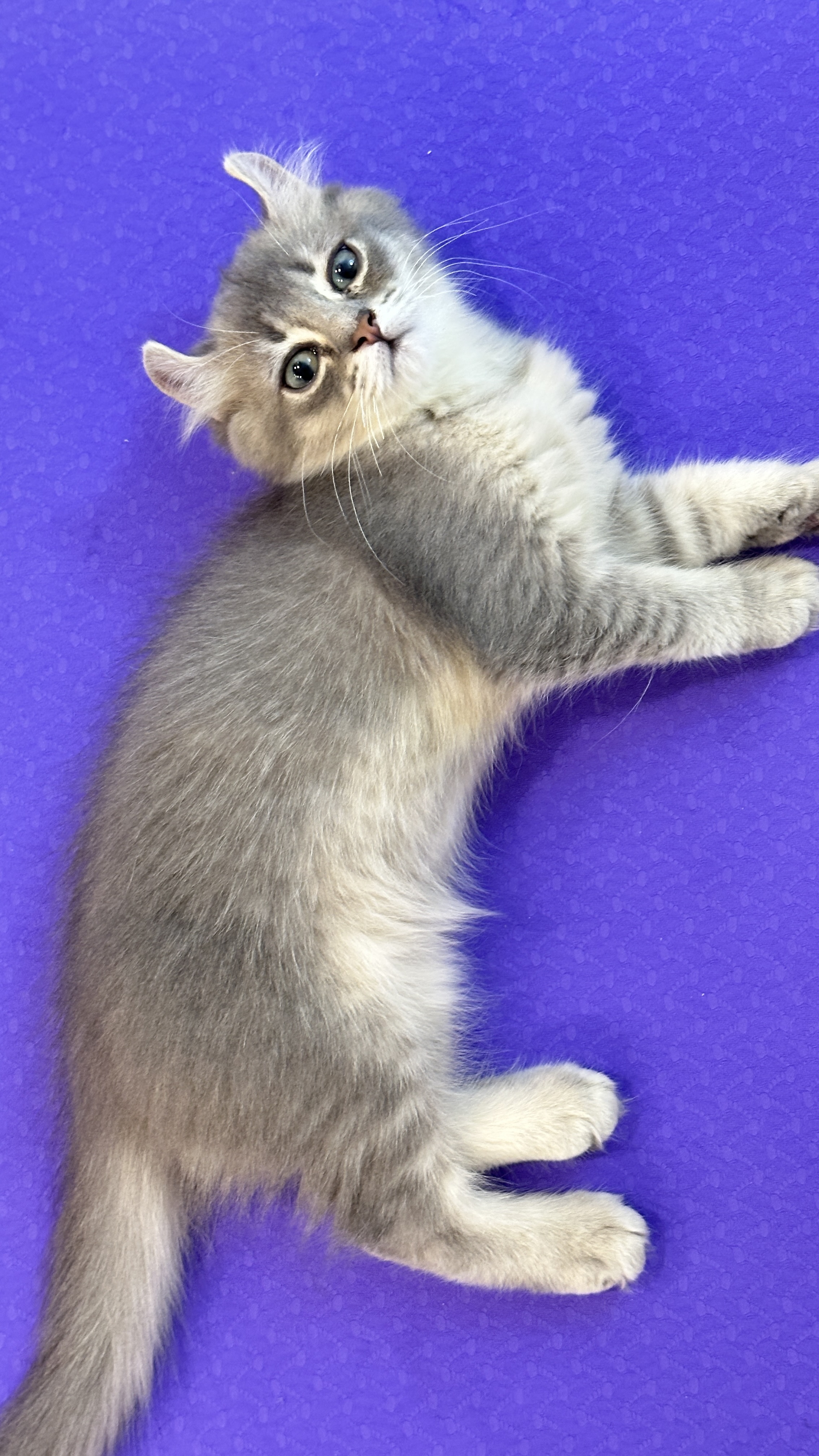 슈가&누가 입양 일주일 후기