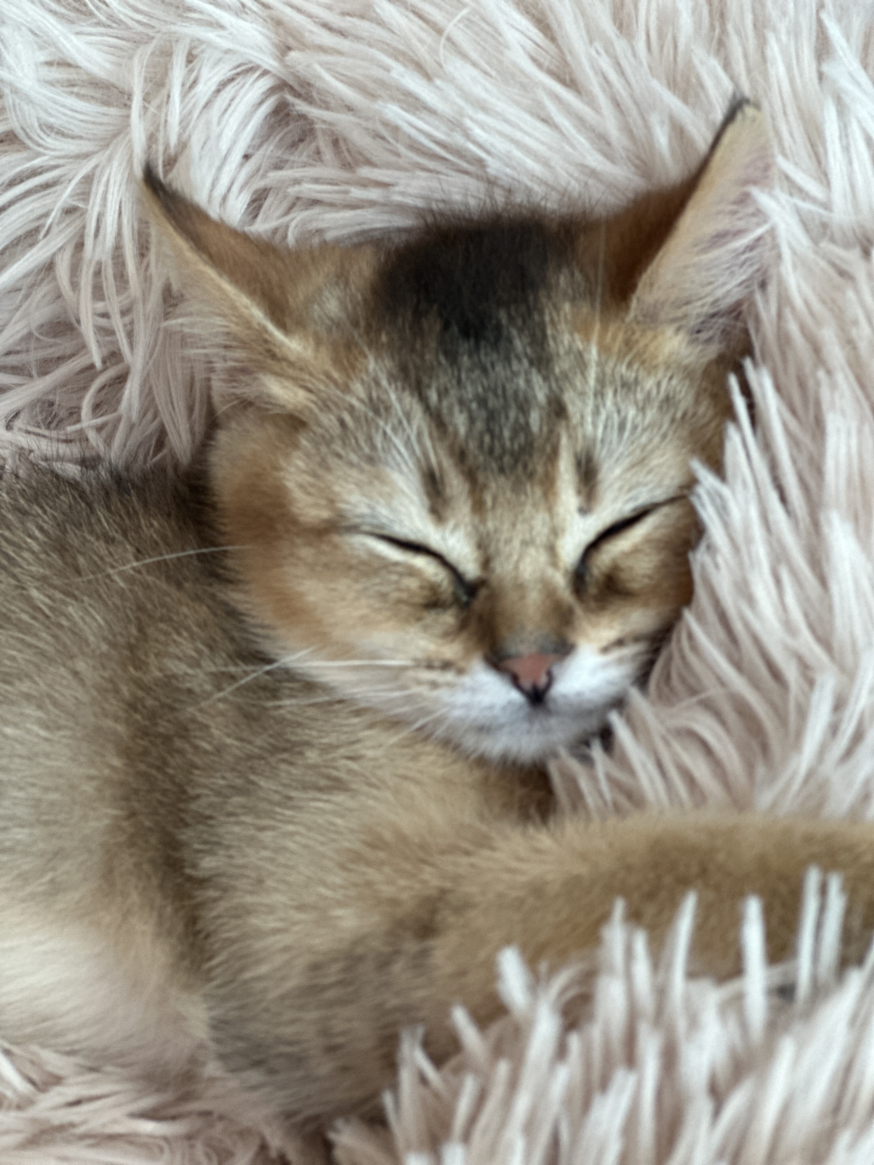 슈가&누가 입양 일주일 후기