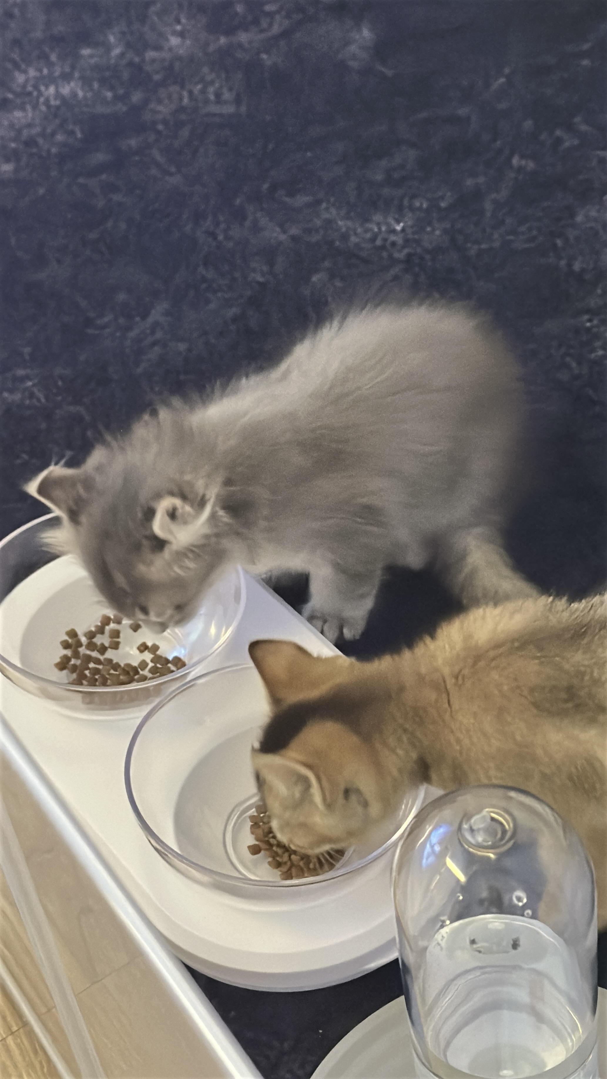 슈가&누가 입양 일주일 후기