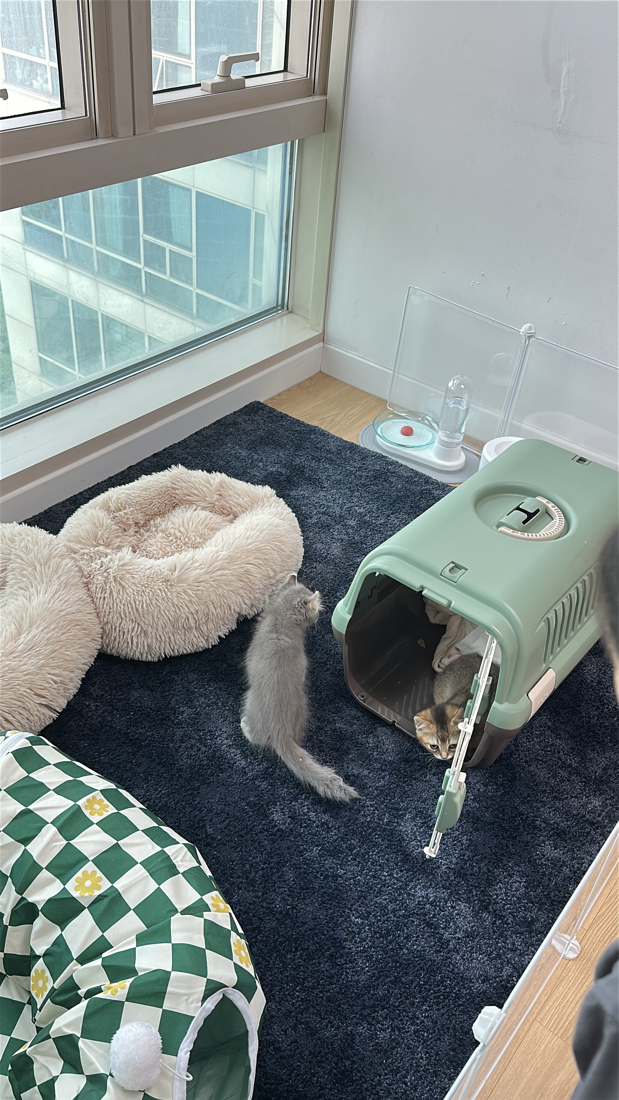 슈가&누가 입양 일주일 후기