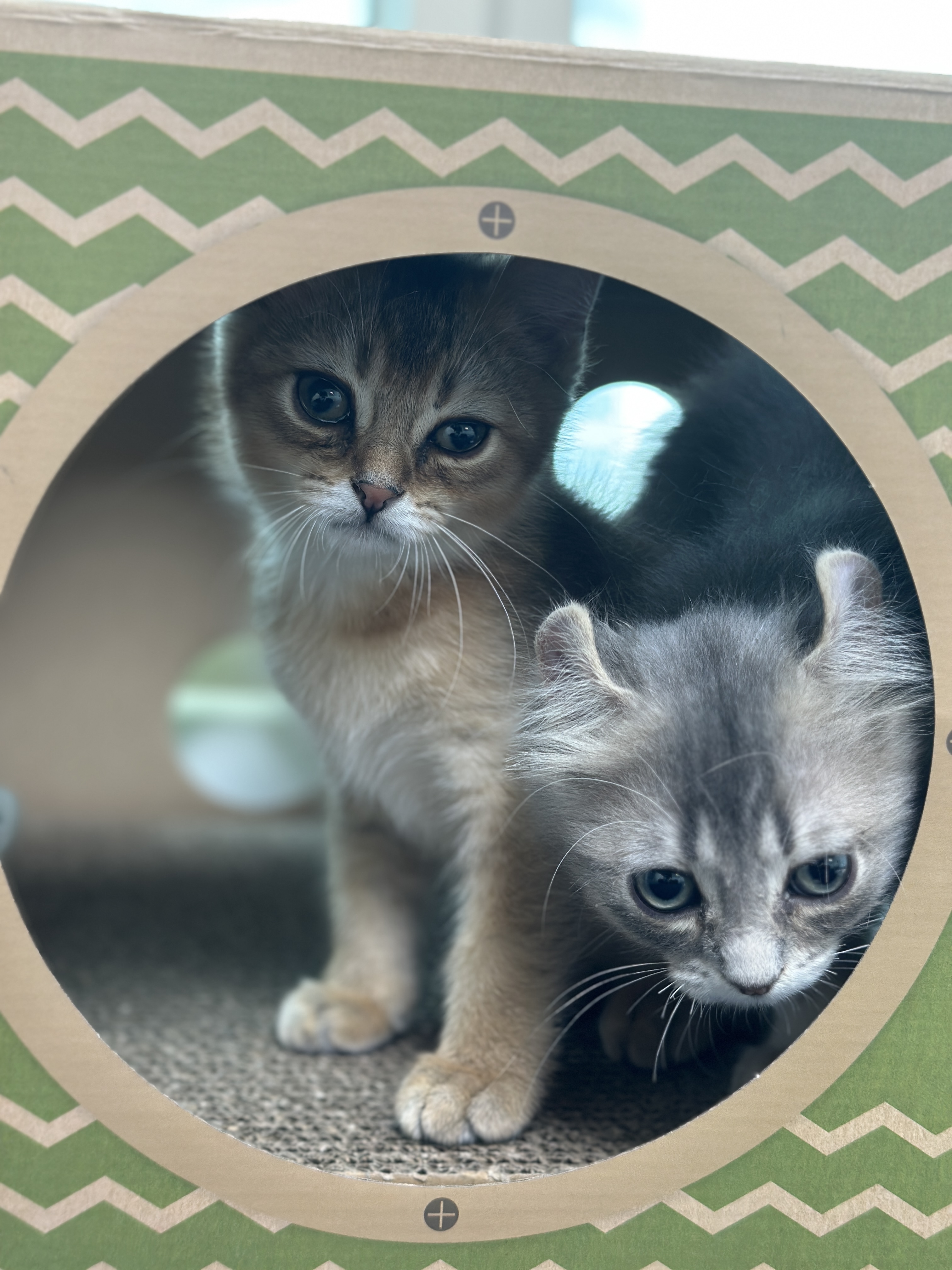 슈가&누가 입양 일주일 후기