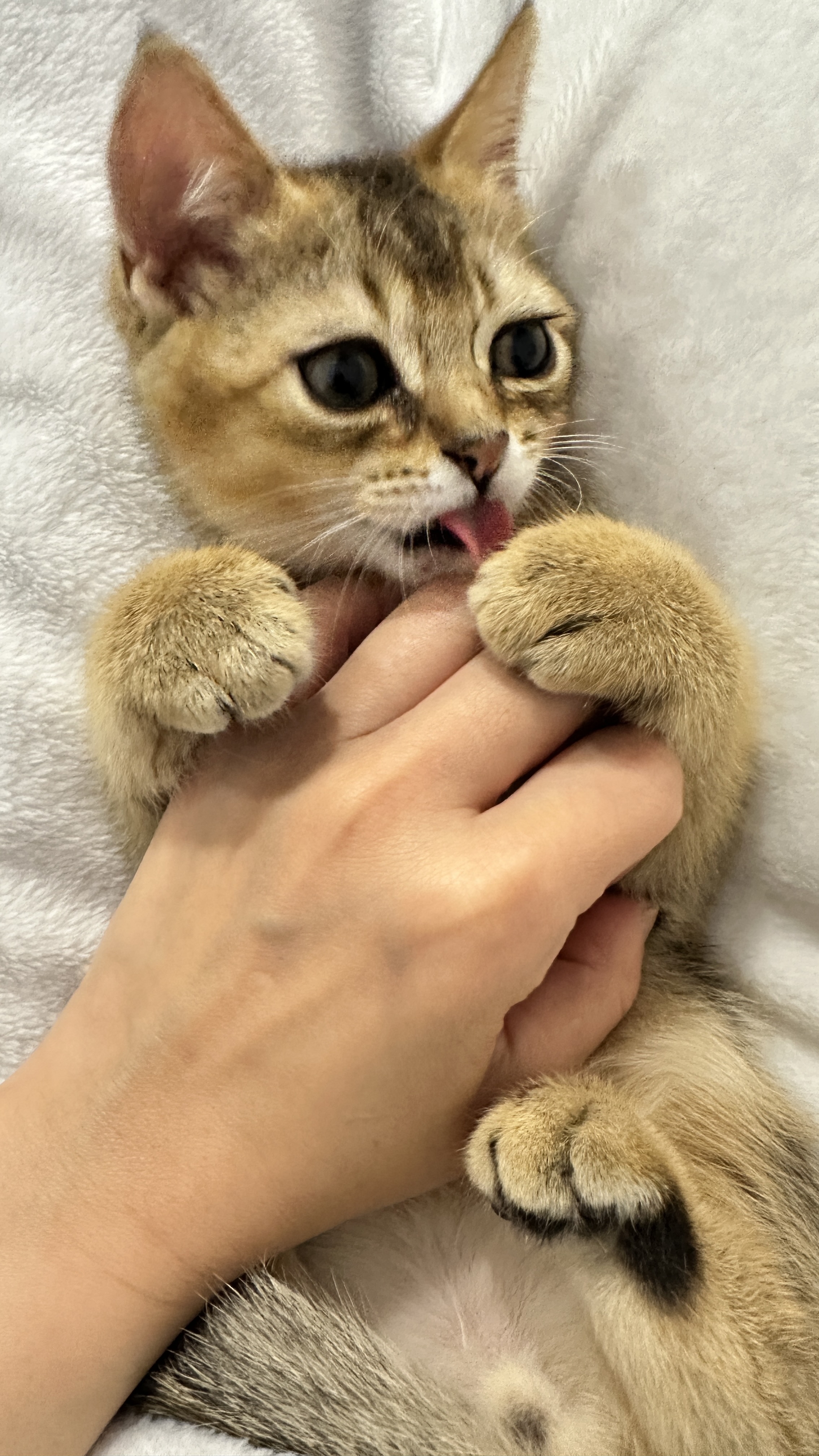 슈가&누가 입양 일주일 후기