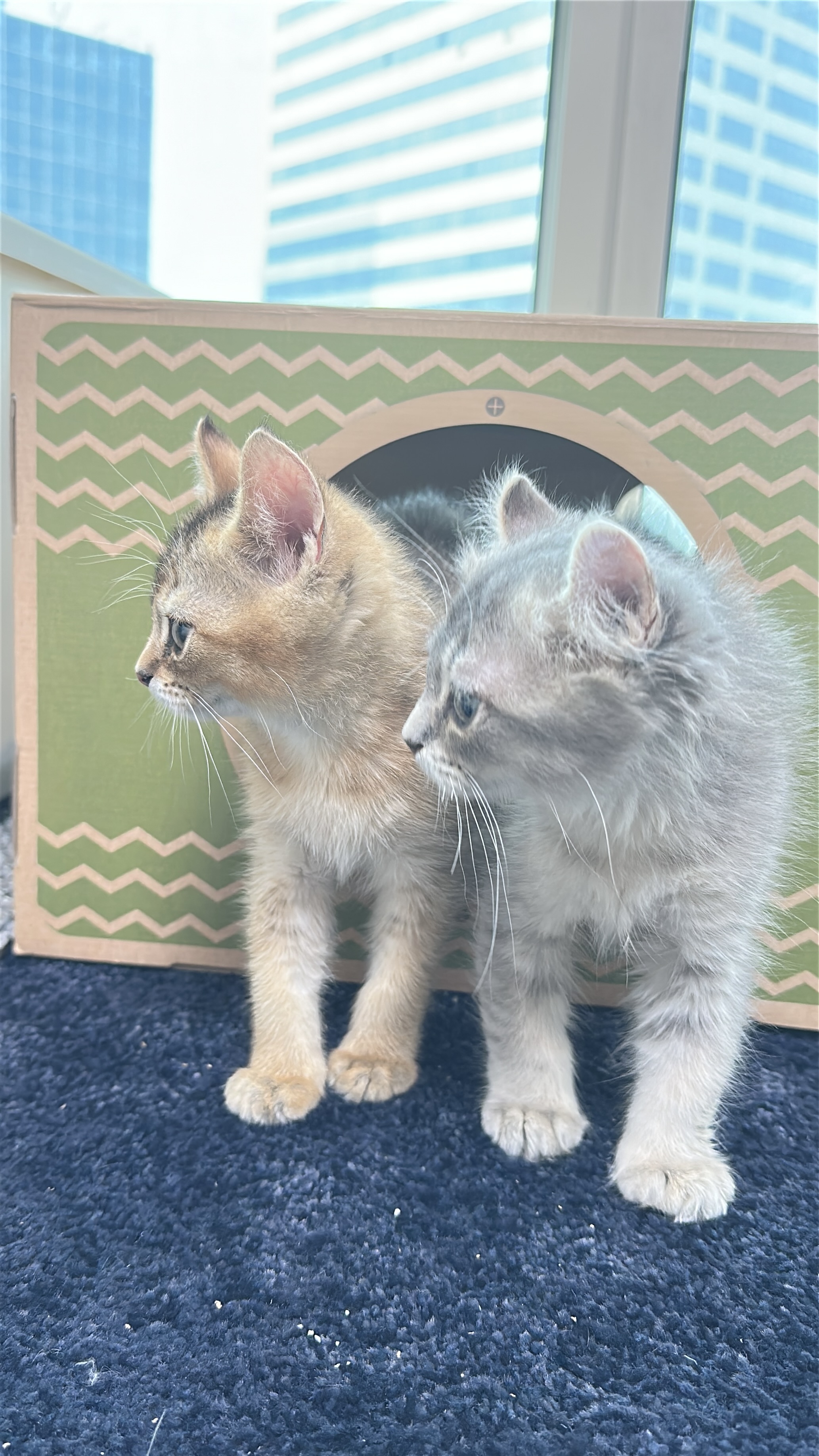 슈가&누가 입양 일주일 후기