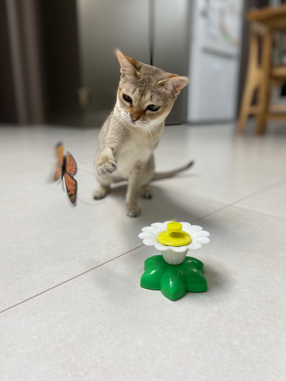 누루(실키) 일주일 근황입니다