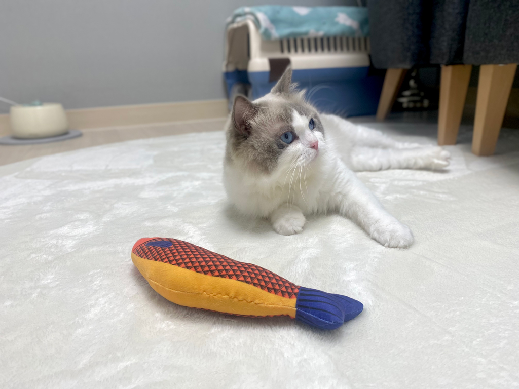 이로(우니) 입양 전제 임시보호 일주일 : )