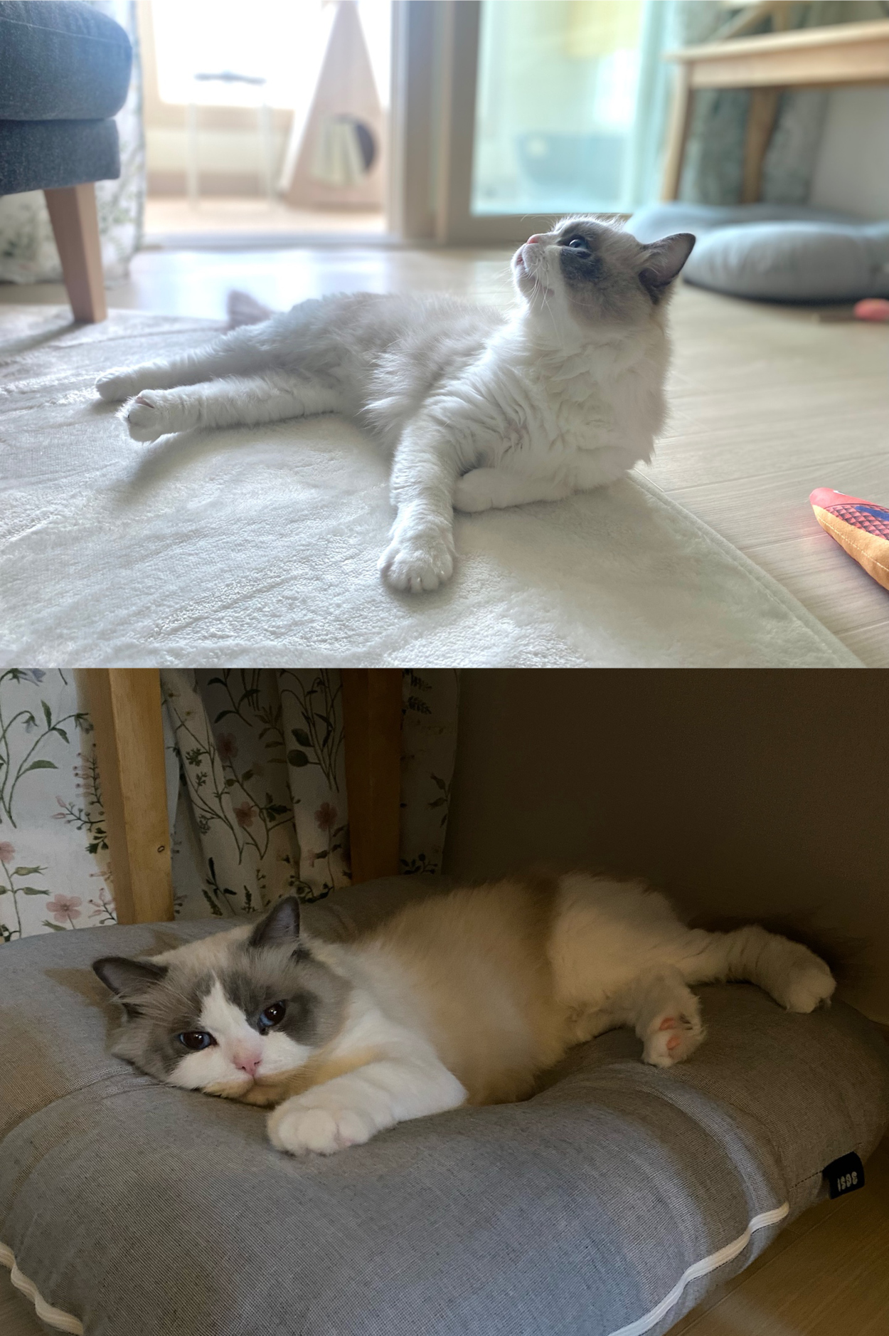 이로(우니) 입양 전제 임시보호 일주일 : )