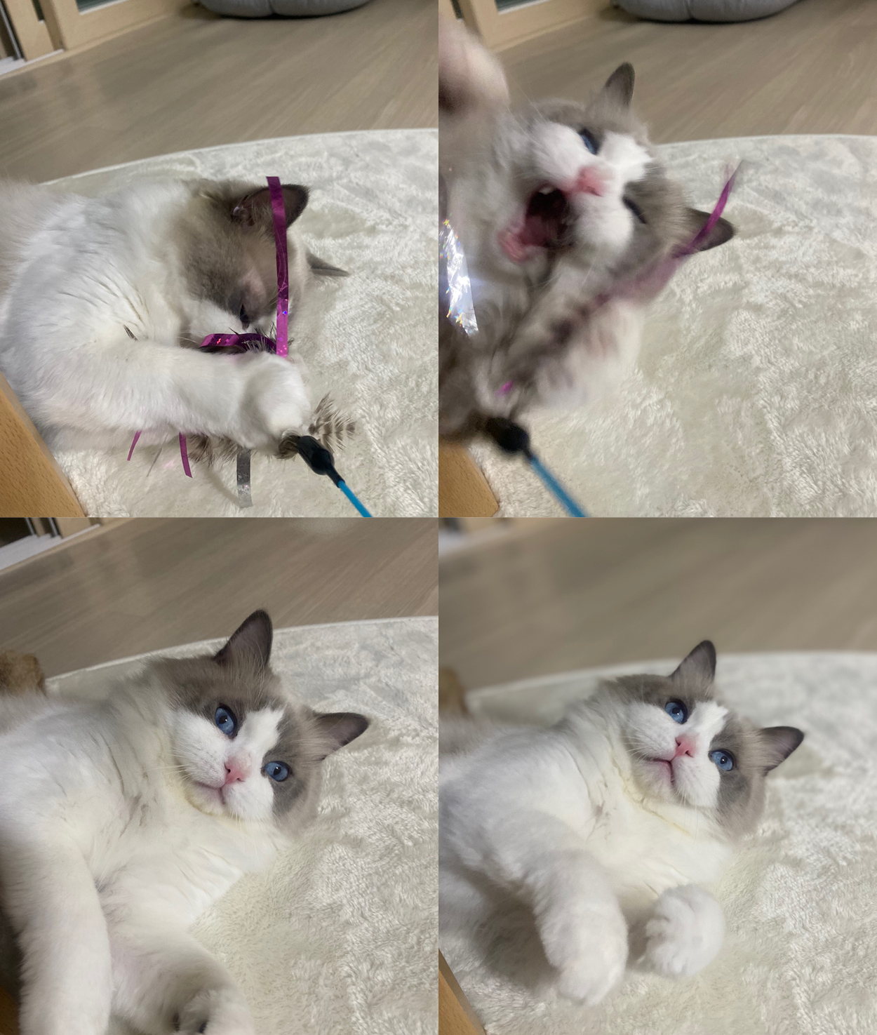 이로(우니) 입양 전제 임시보호 일주일 : )