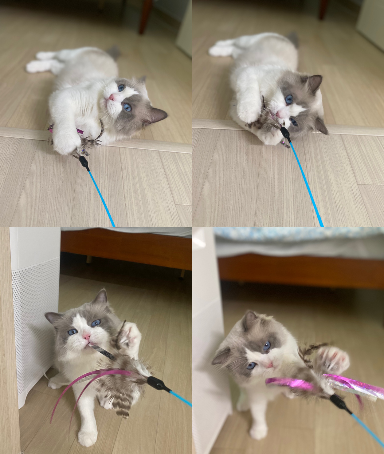 이로(우니) 입양 전제 임시보호 일주일 : )