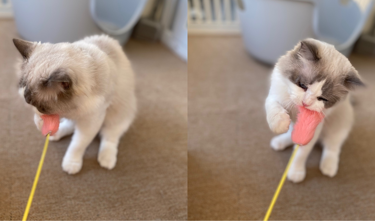 이로(우니) 입양 전제 임시보호 일주일 : )