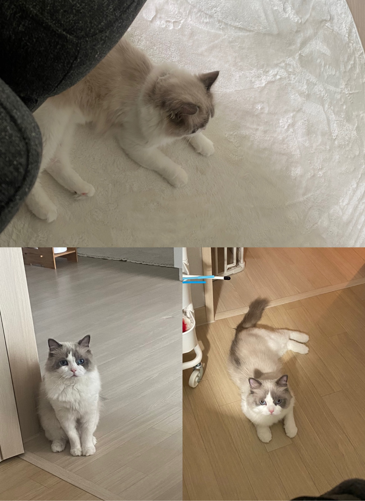 이로(우니) 입양 전제 임시보호 일주일 : )